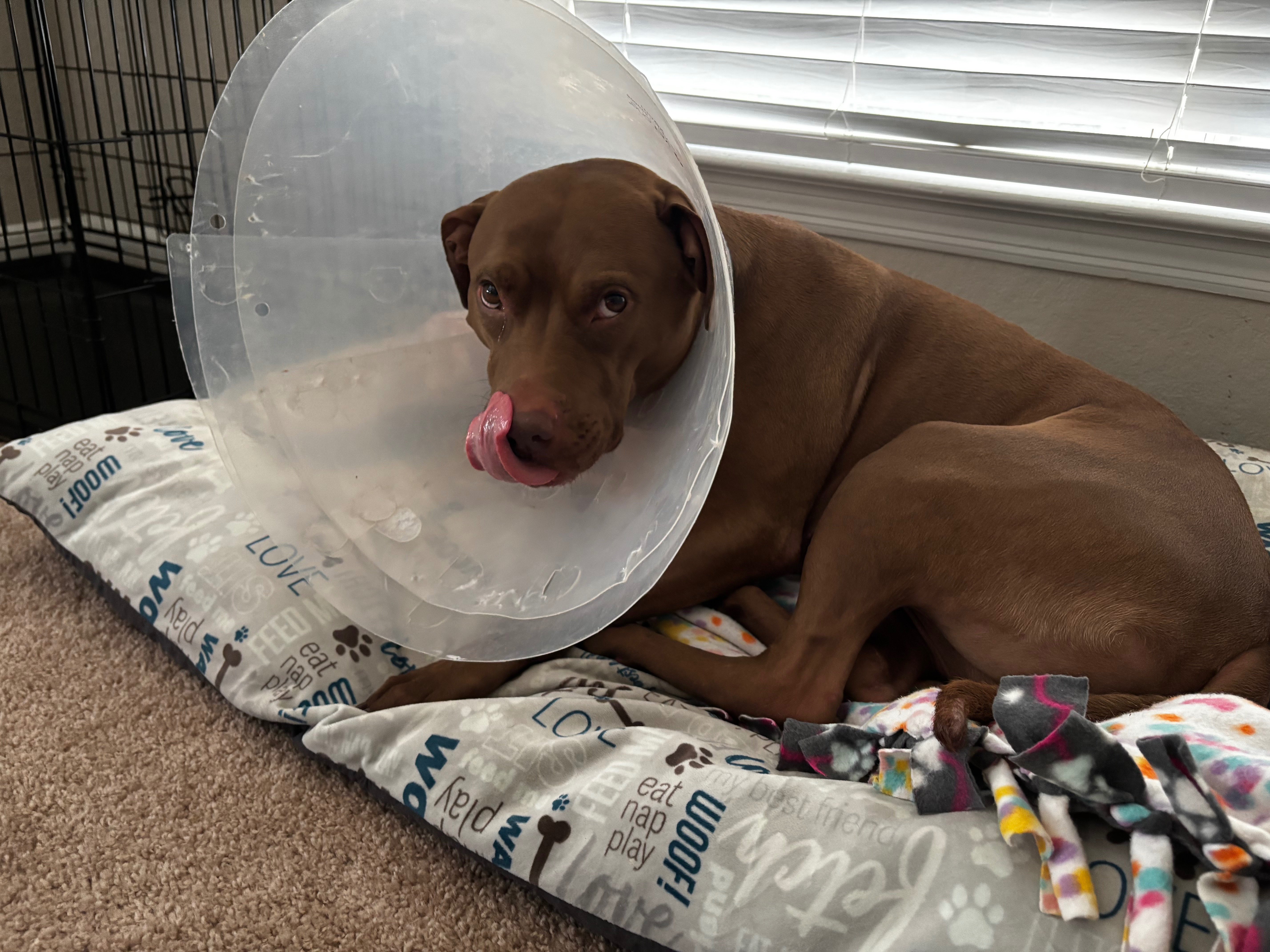 Help Atreus Recover from Tumor Surgery campaign photo, 4 of 7