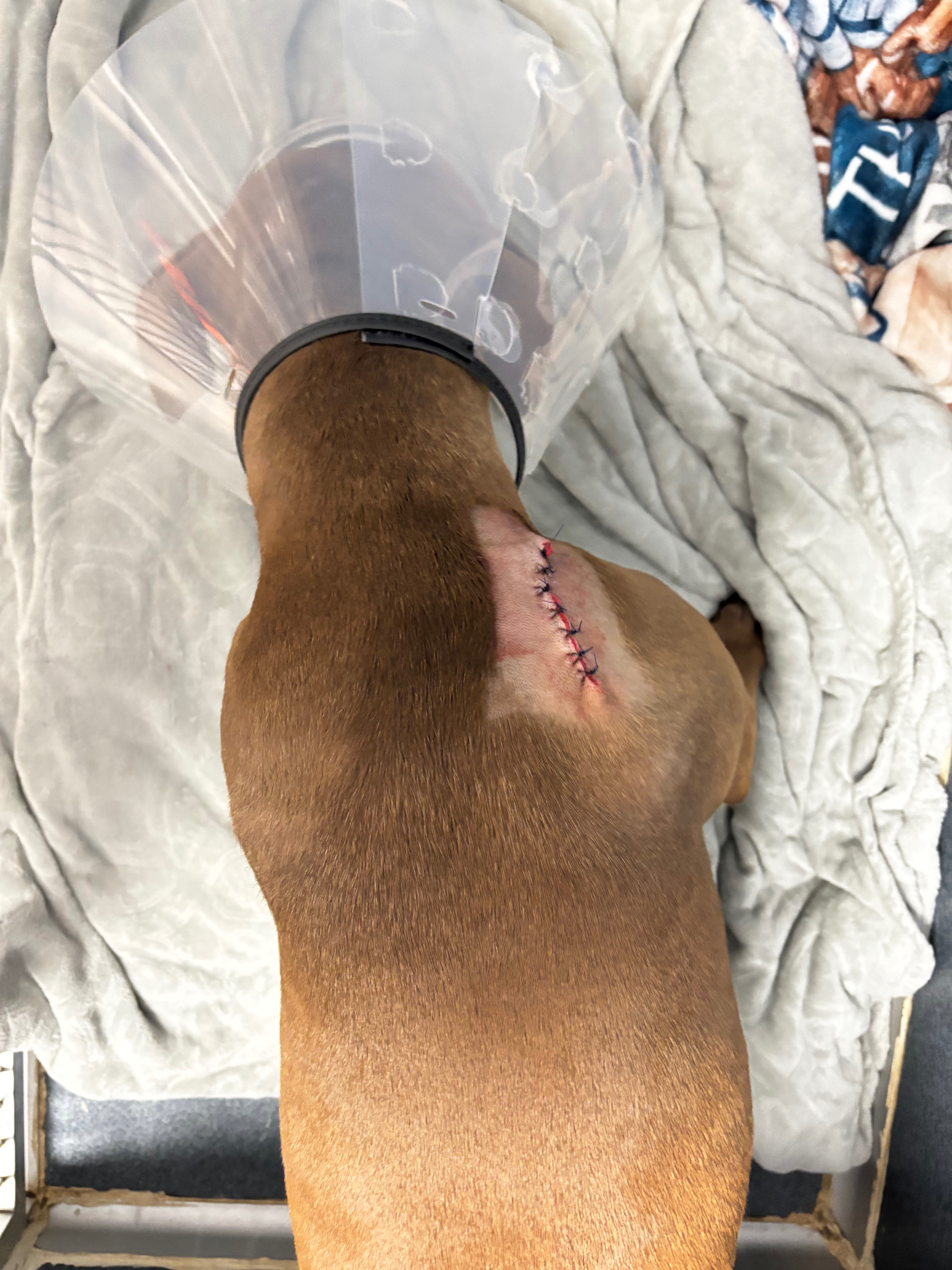 Help Atreus Recover from Tumor Surgery campaign photo, 5 of 7