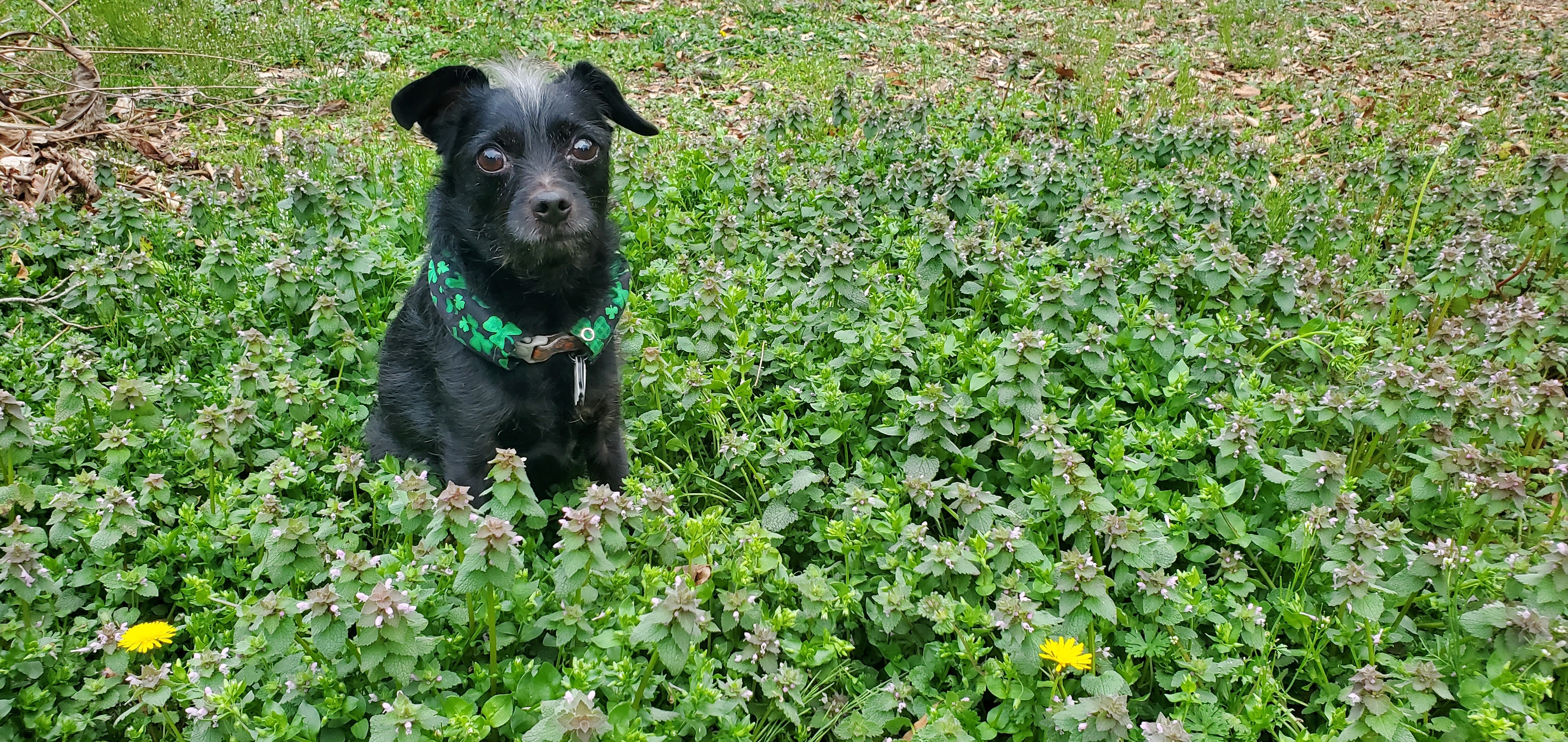 Ripley needs surgery campaign photo, 2 of 4