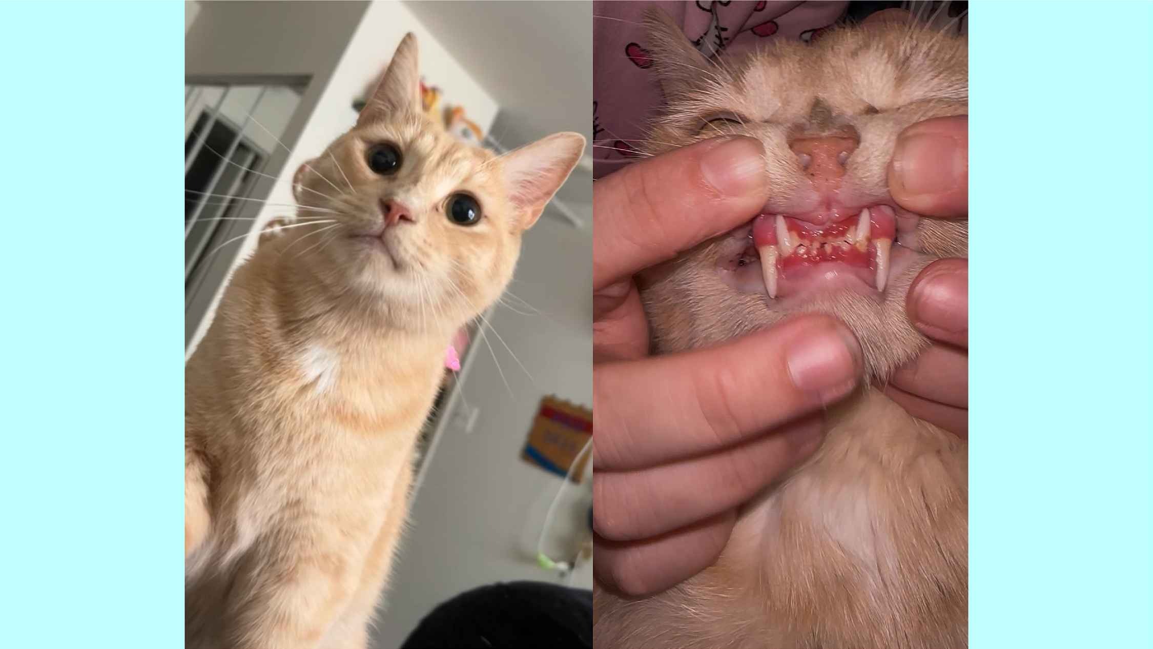 Help Shrimp & Dumpling Get Life-Saving Dental Surgery campaign photo, 2 of 4