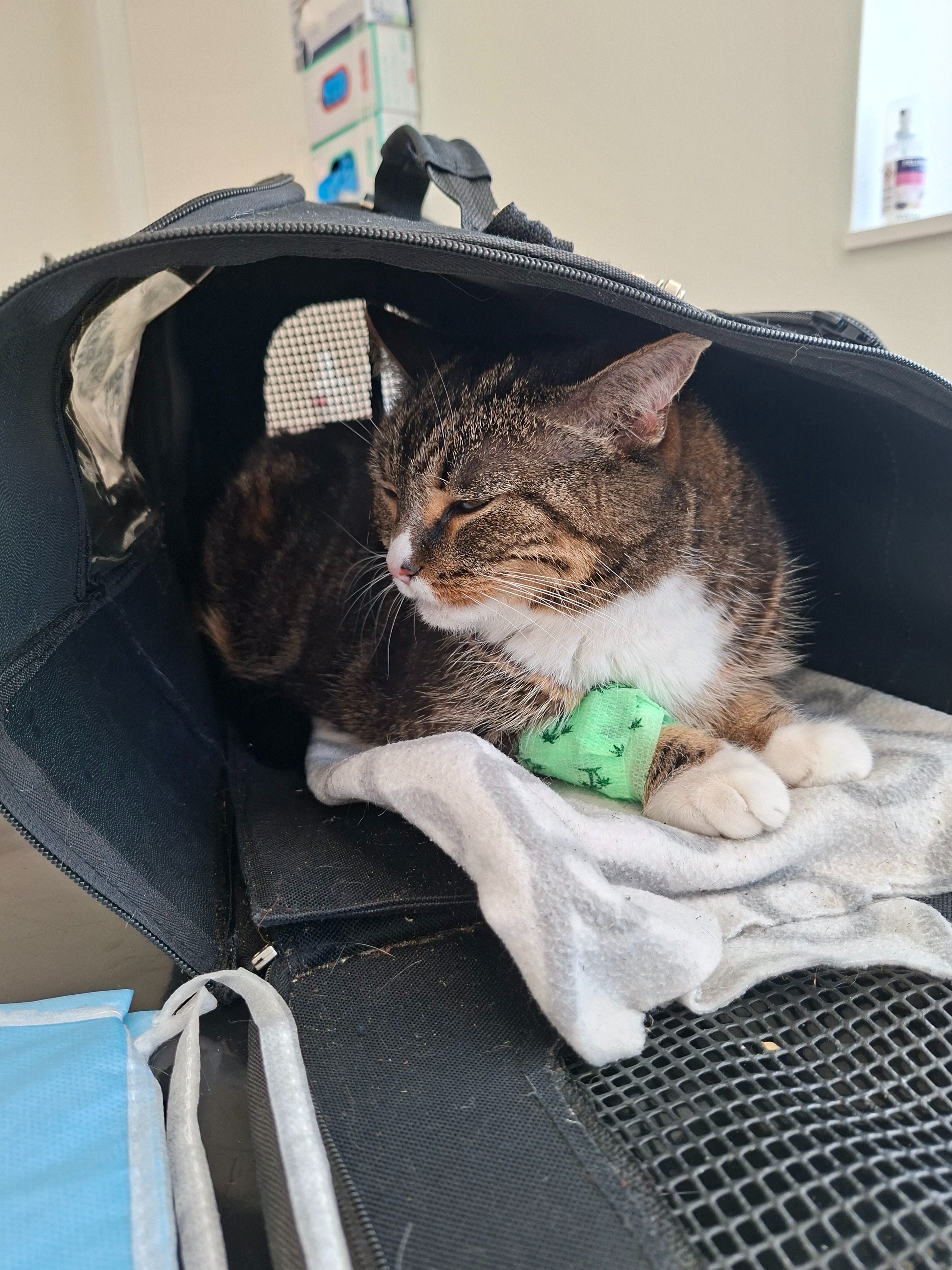 Help Mizzie Begin Her Diabetes Treatment To Live Comfortably campaign photo, 2 of 6