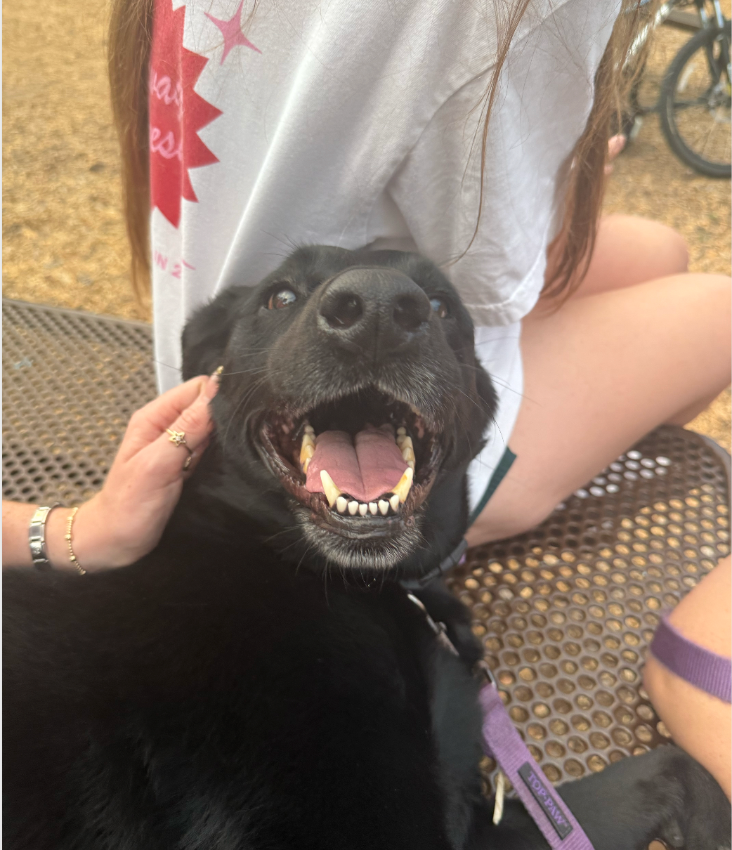 Help Nova get her surgery!! campaign photo, 2 of 4