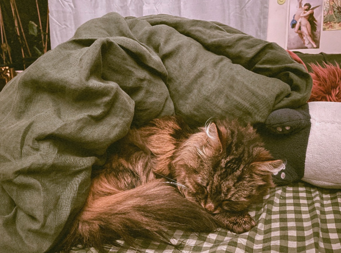 Help Fund Muffys Medical Expenses campaign photo, 7 of 8