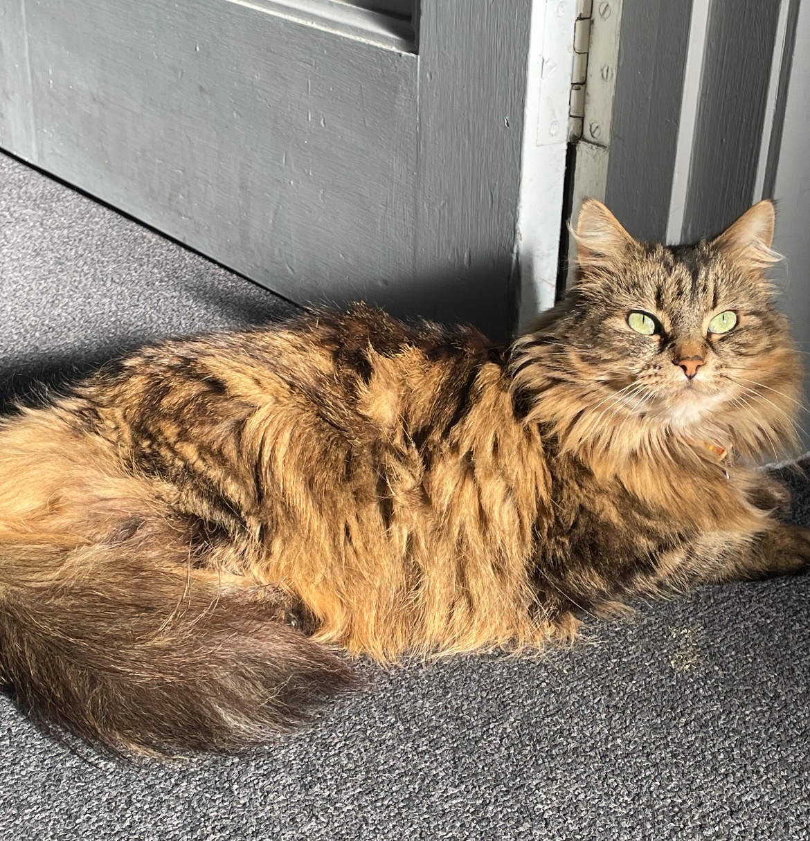 Help Fund Muffys Medical Expenses campaign photo, 4 of 8