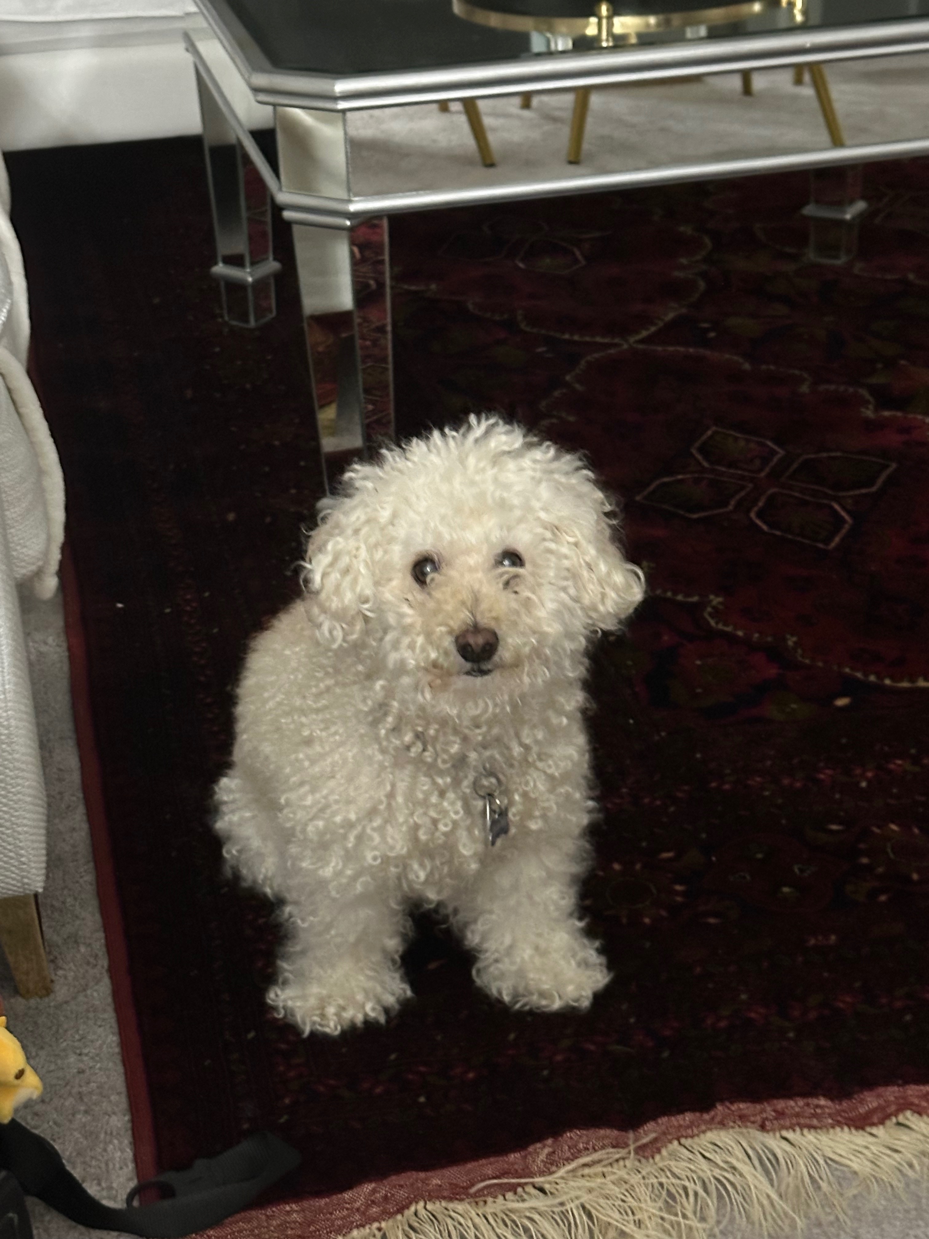 Support Mason's Cataract Surgery campaign photo, 5 of 6