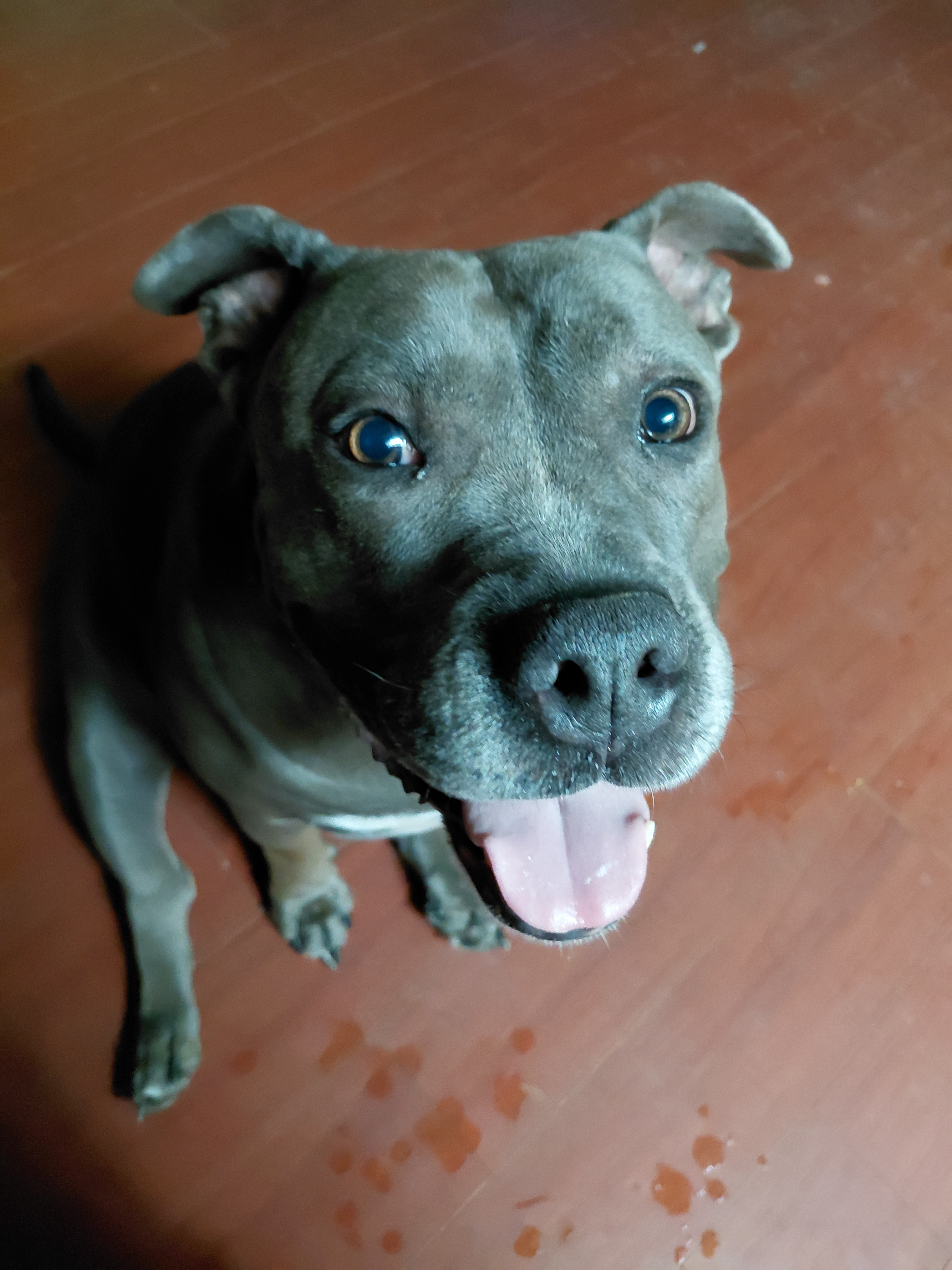 Tom & Neida's Animal Rescue campaign photo, 4 of 7