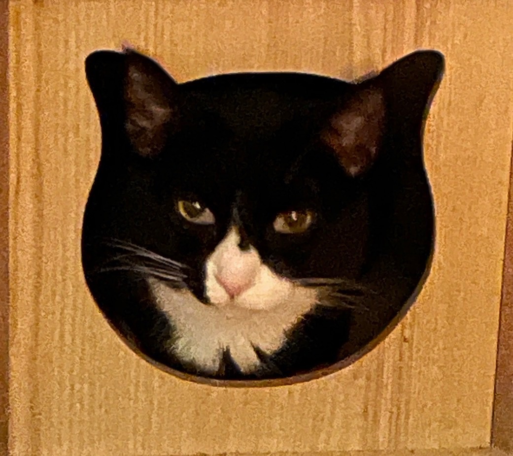 Help us pay for Diceys surgery campaign photo, 2 of 5