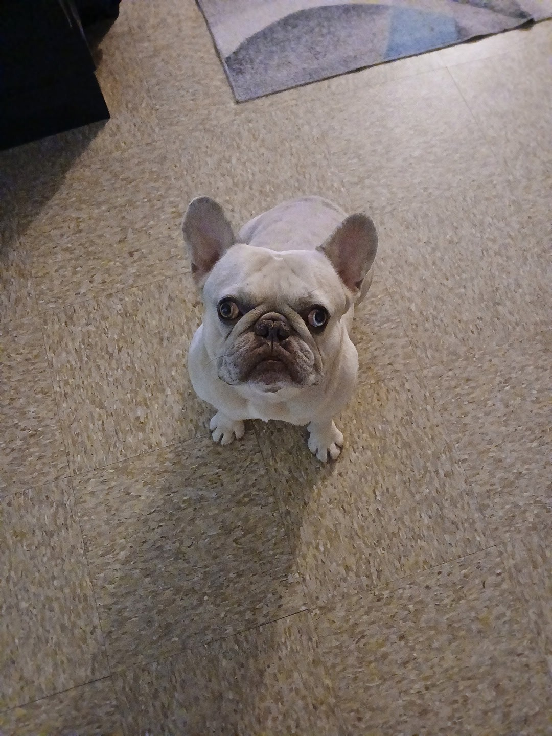 Hope for Gucci the French Bulldog campaign photo, 2 of 7