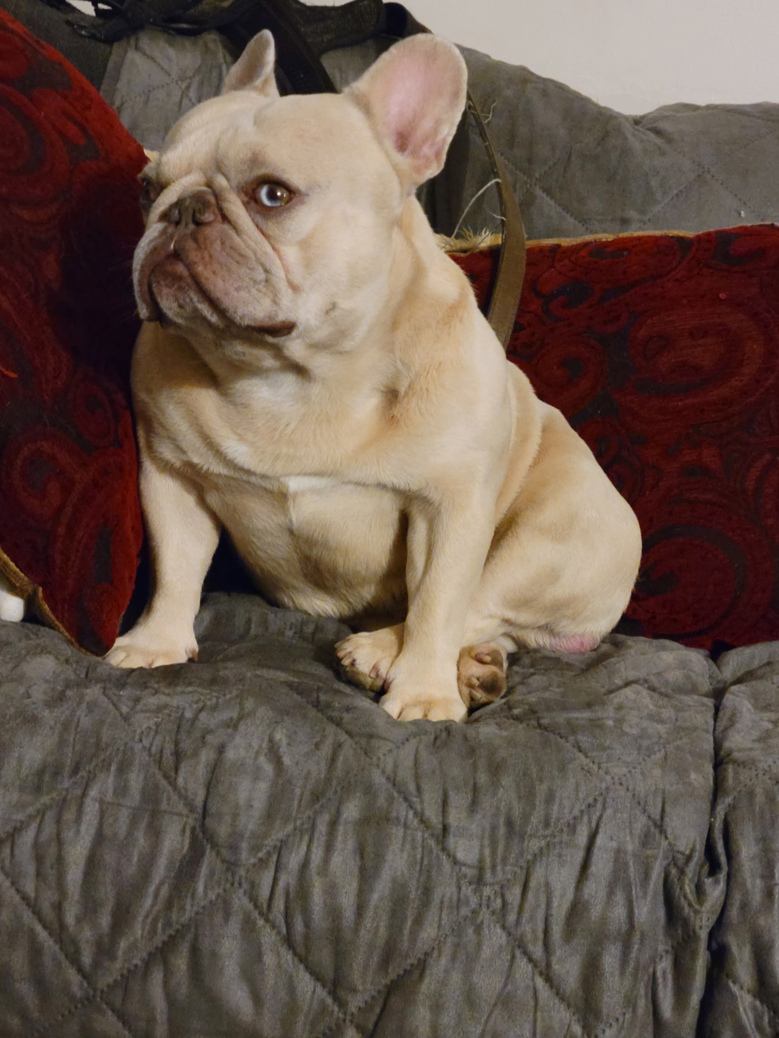 Hope for Gucci the French Bulldog campaign photo, 4 of 7