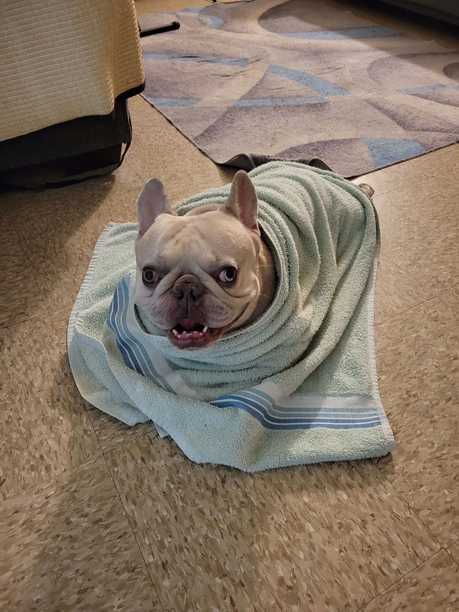 Hope for Gucci the French Bulldog campaign photo, 5 of 7