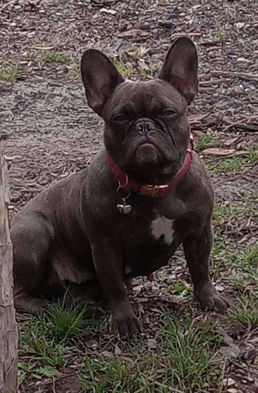 Lillys surgery and medical expenses campaign photo, 2 of 4