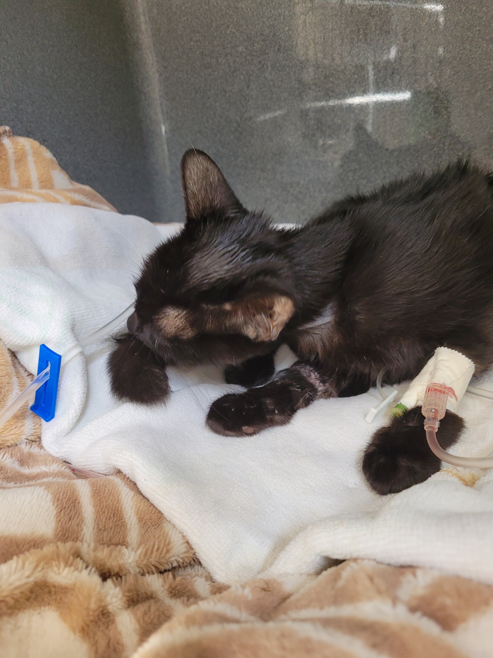 Save Onyx: Urgent Medical Help Needed campaign photo, 7 of 8
