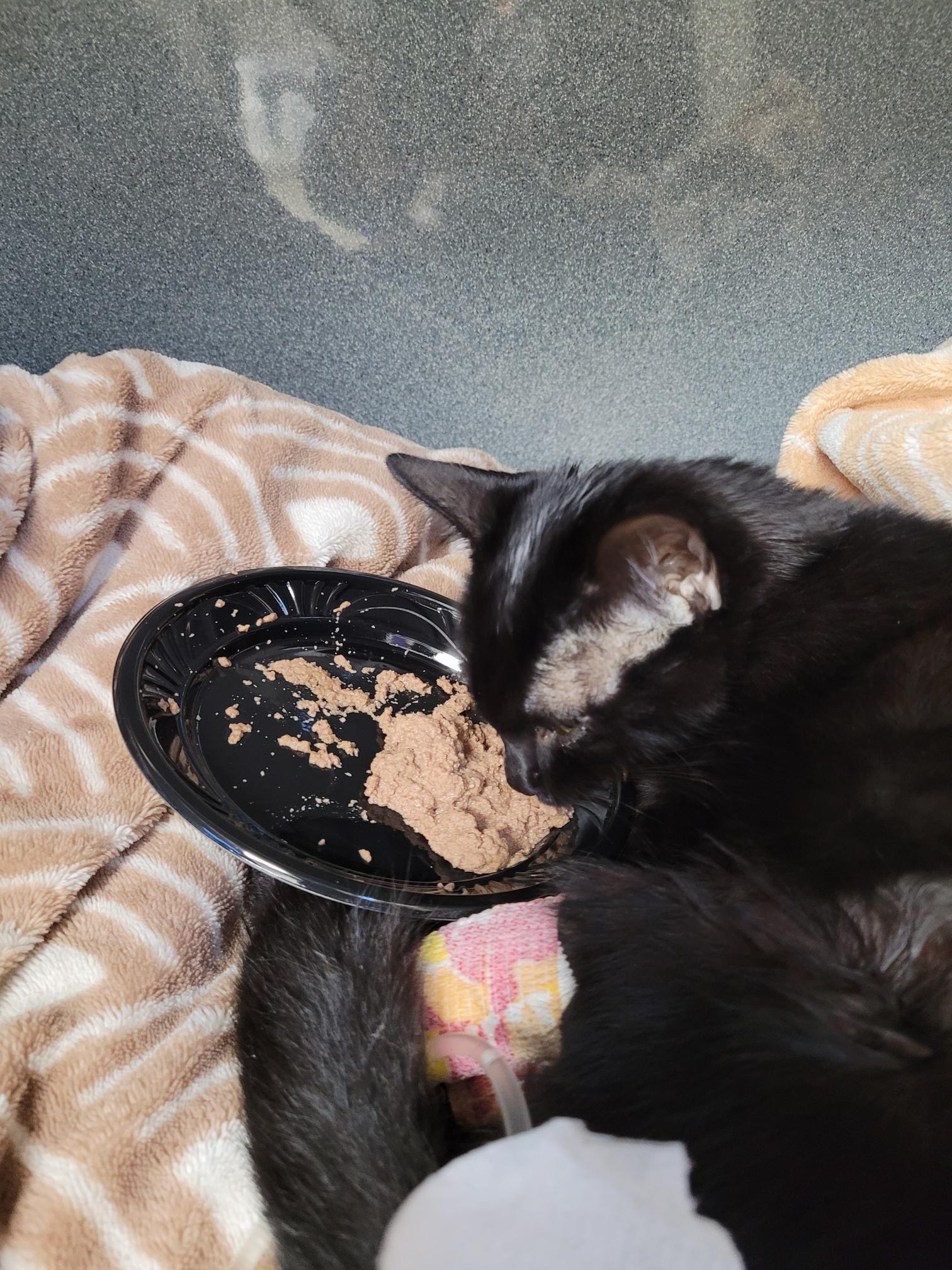 Save Onyx: Urgent Medical Help Needed campaign photo, 4 of 8