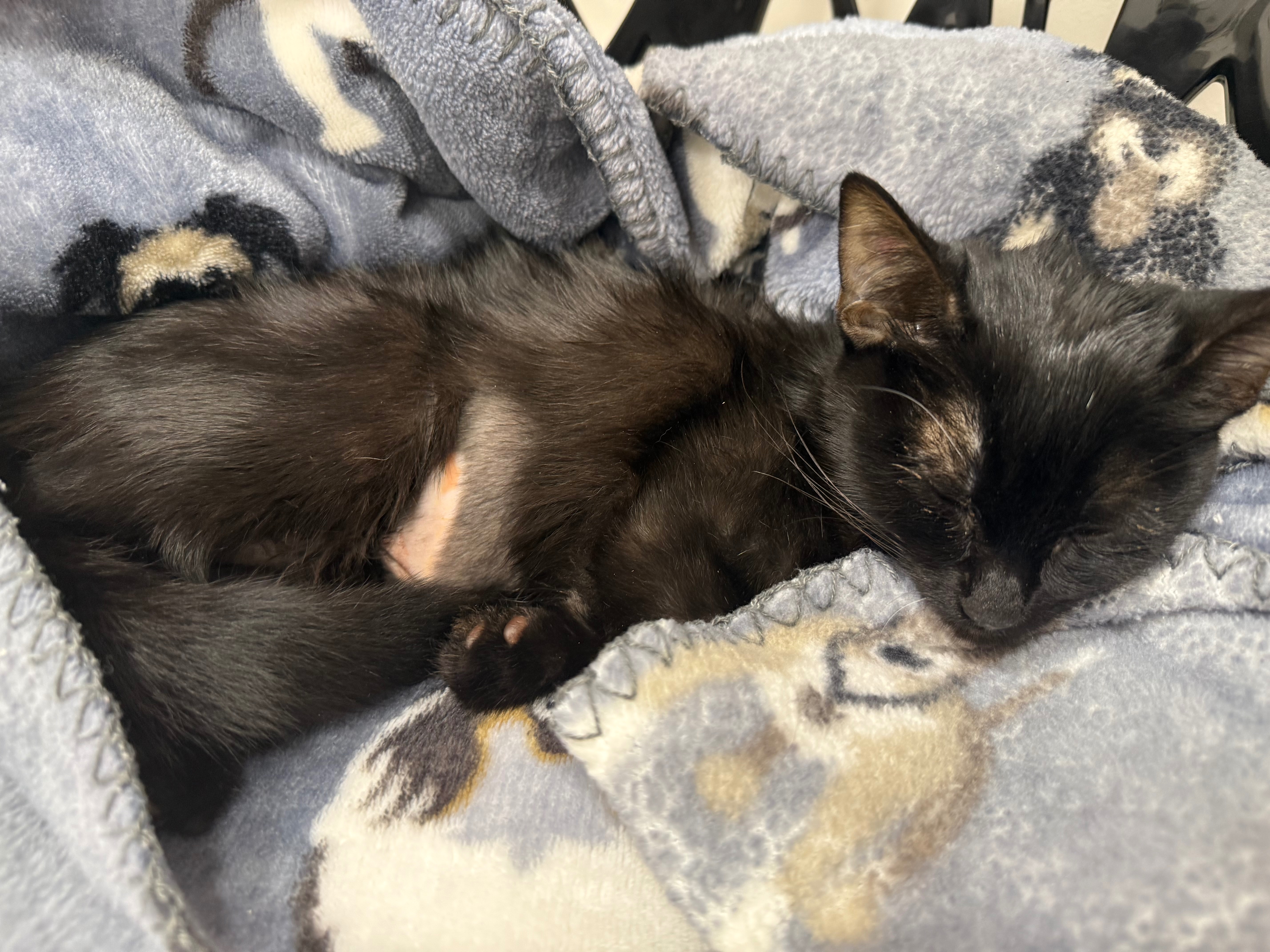 Save Onyx: Urgent Medical Help Needed campaign photo, 6 of 8