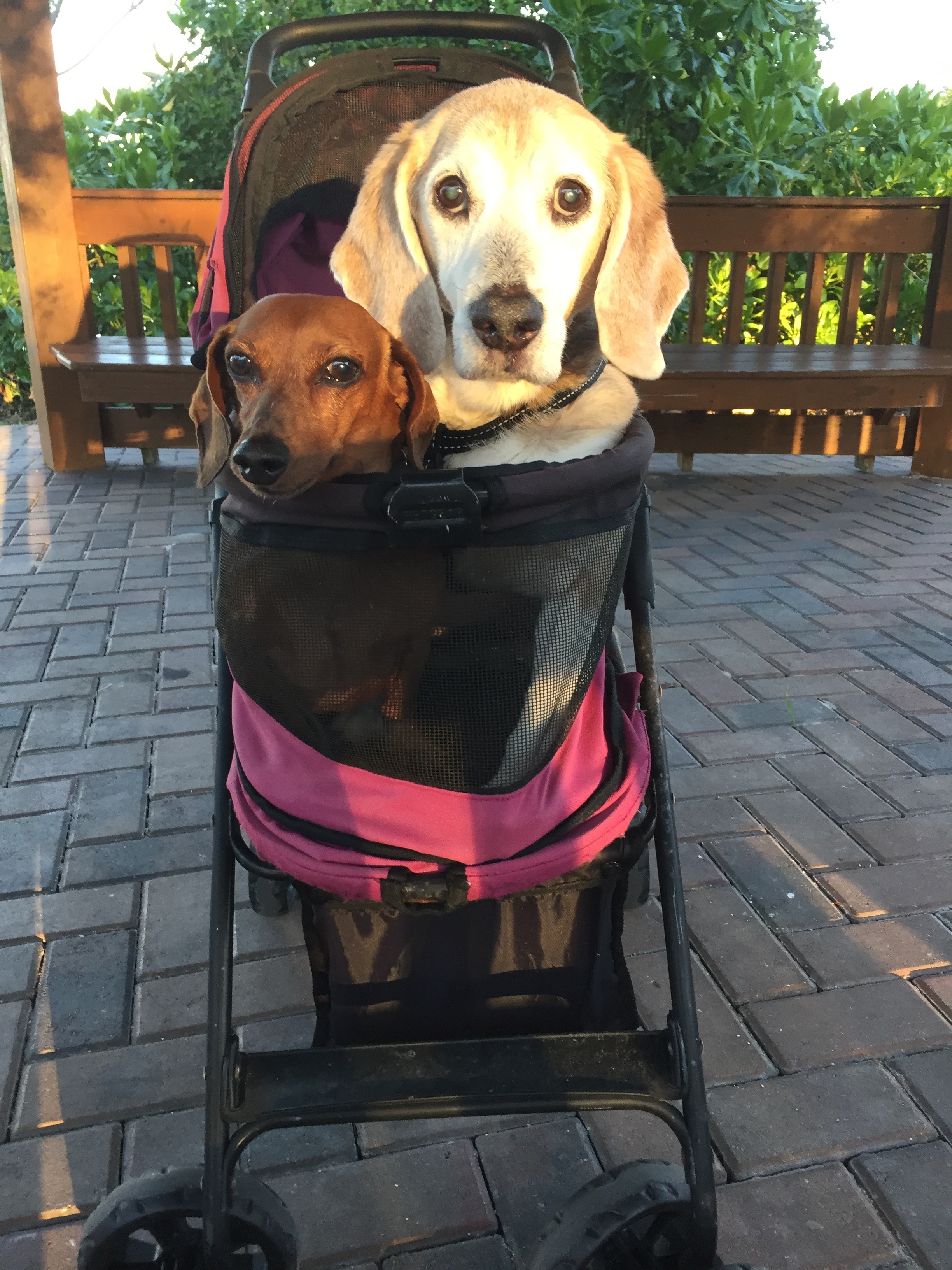 Support for Cooper's Final Care campaign photo, 4 of 7