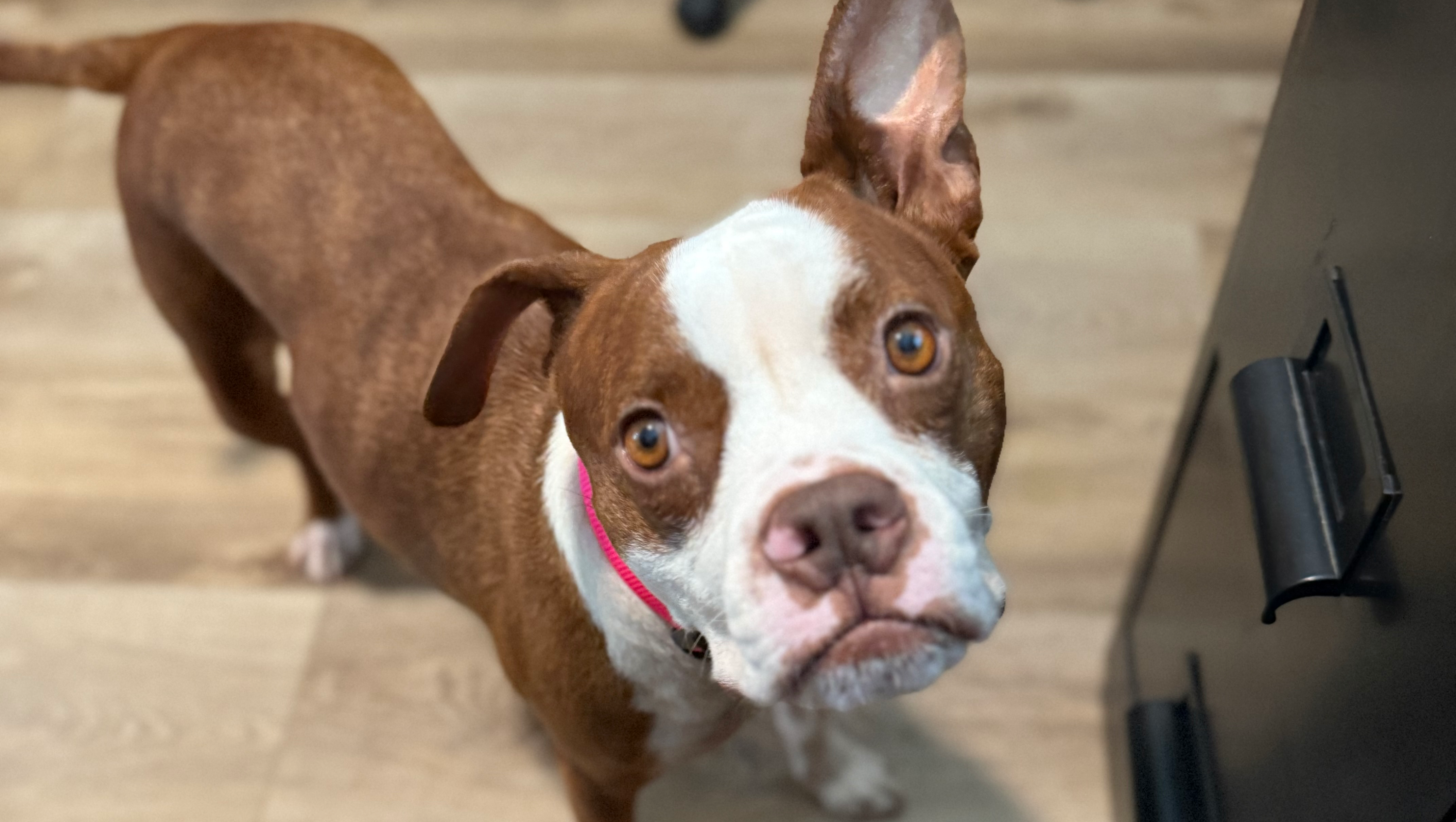 Help Star with her much needed surgery !! photo