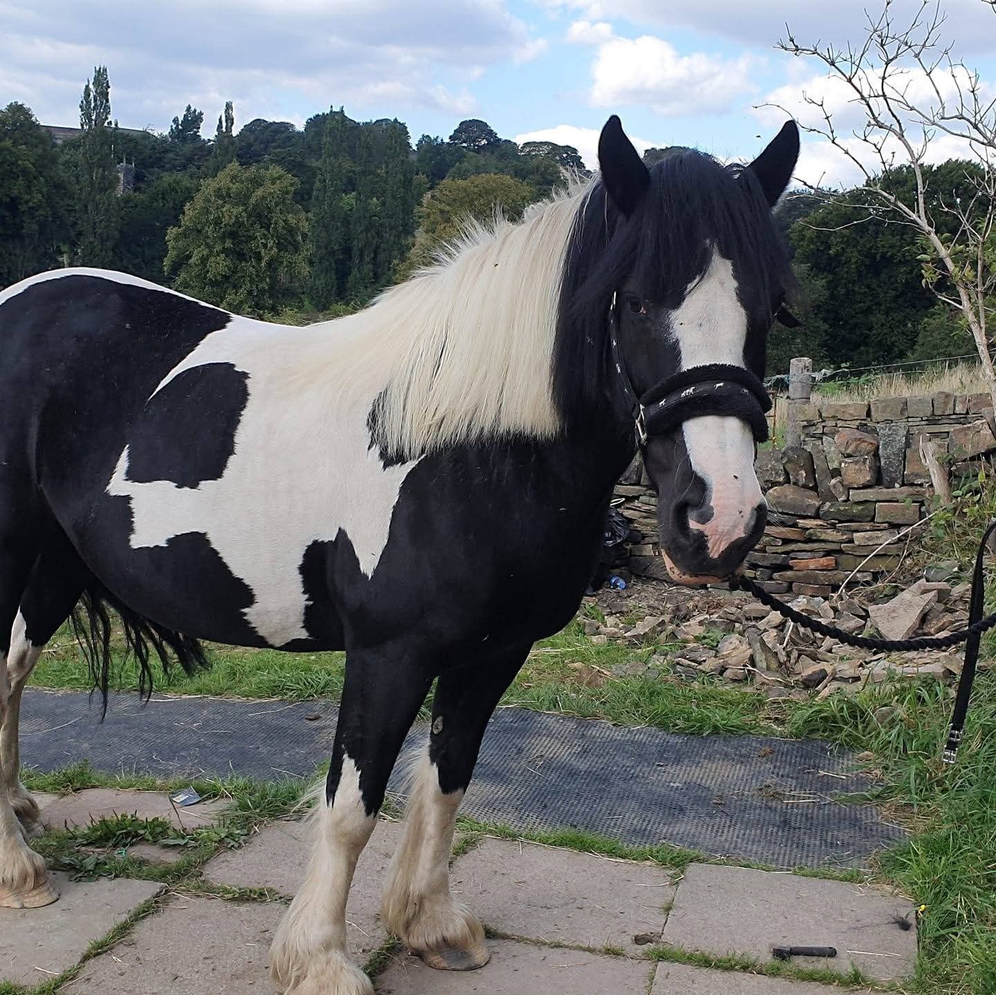 User-uploaded image 1