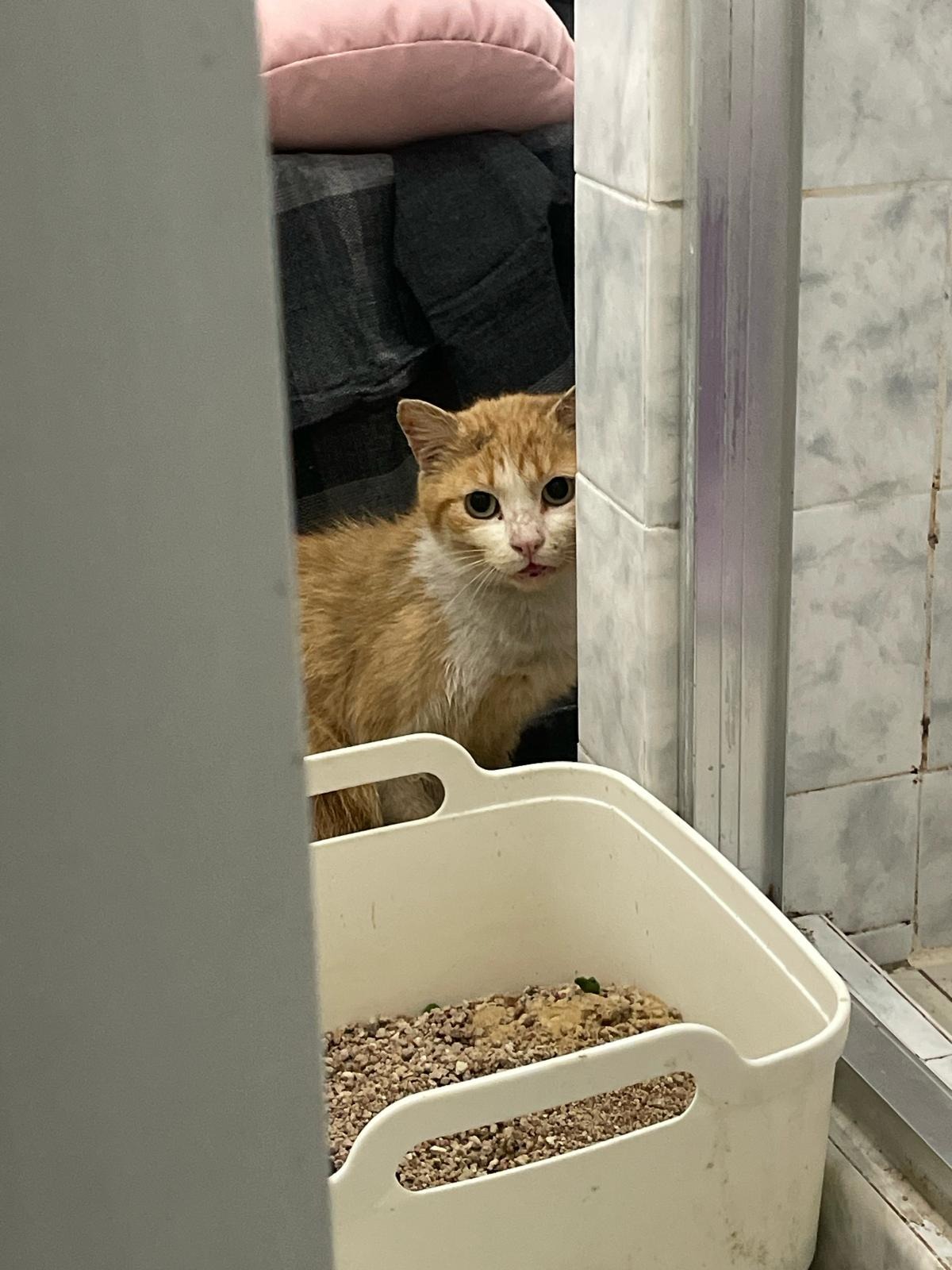 HELP DUMPED STREET CAT RECOVER campaign photo, 4 of 5