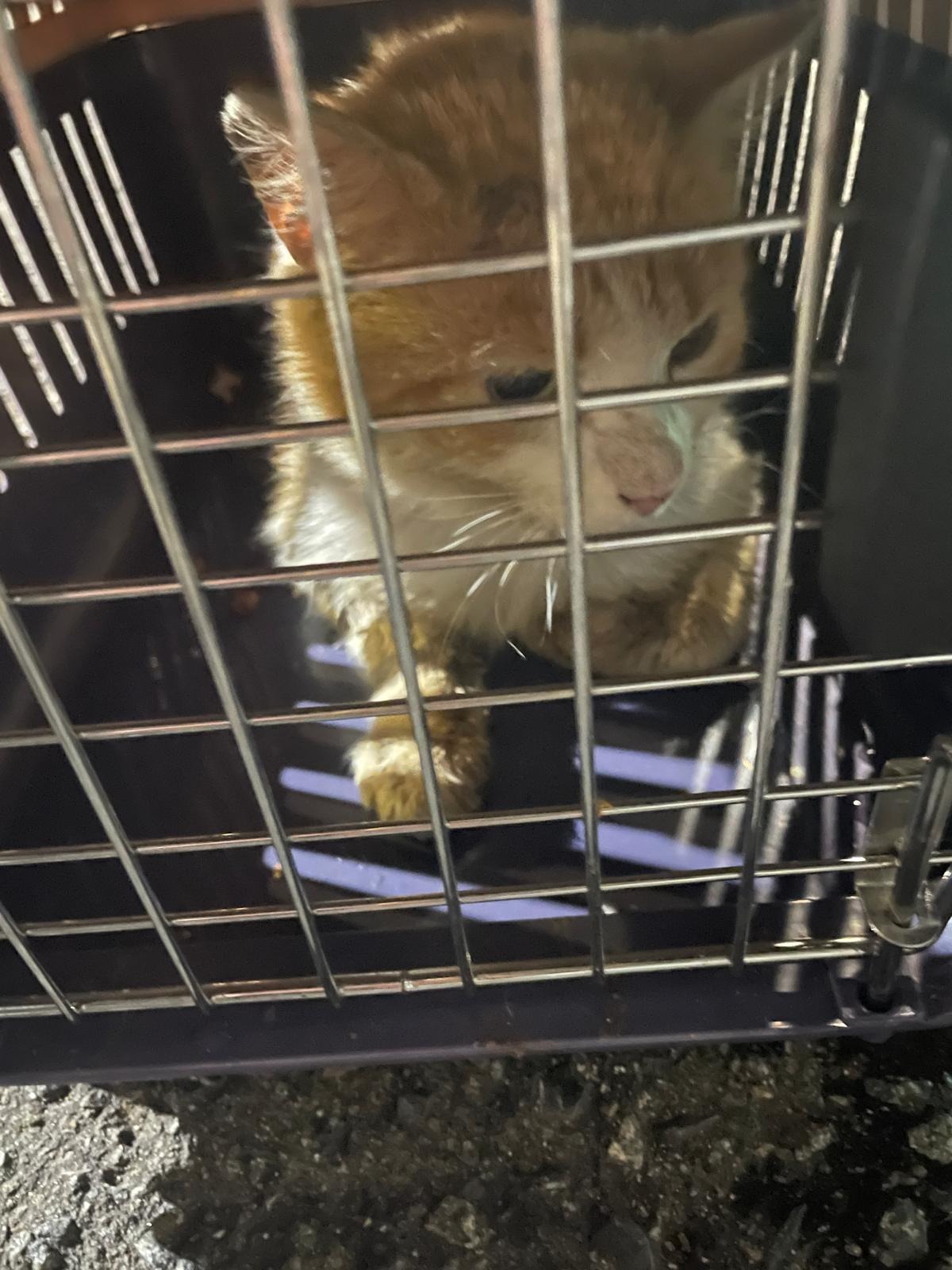 HELP DUMPED STREET CAT RECOVER campaign photo, 2 of 5