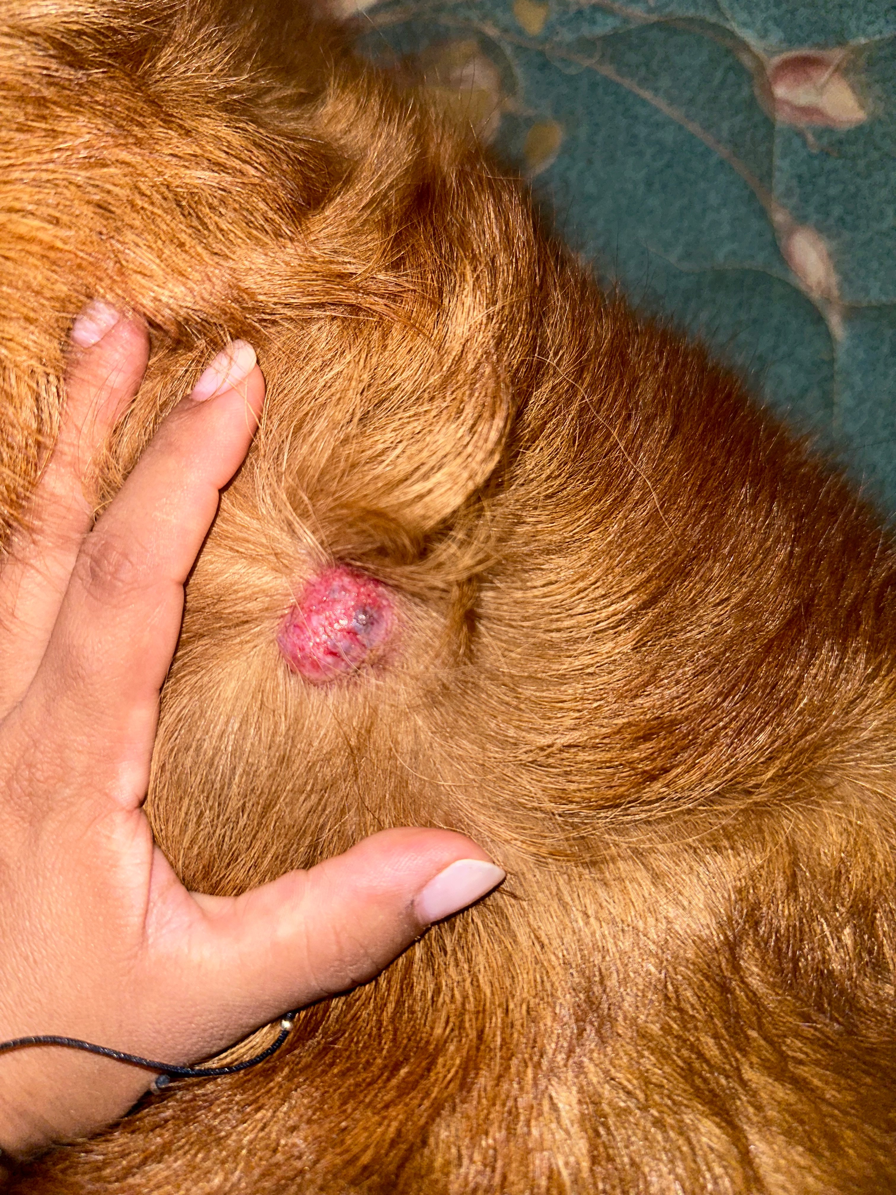Help Us Give Gabanna a Peaceful and Loving Goodbye campaign photo, 2 of 7