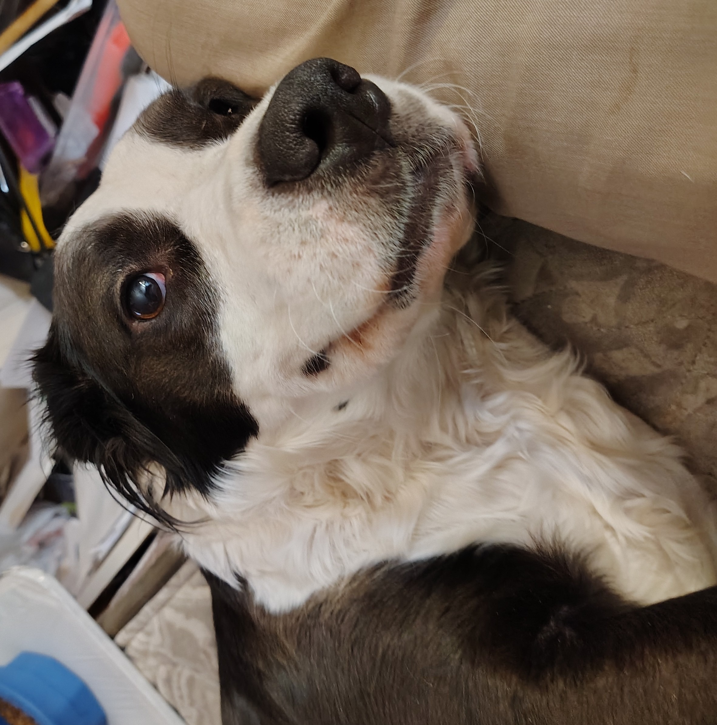 Help Silky, Russ's service dog get urgent care. campaign photo, 4 of 5