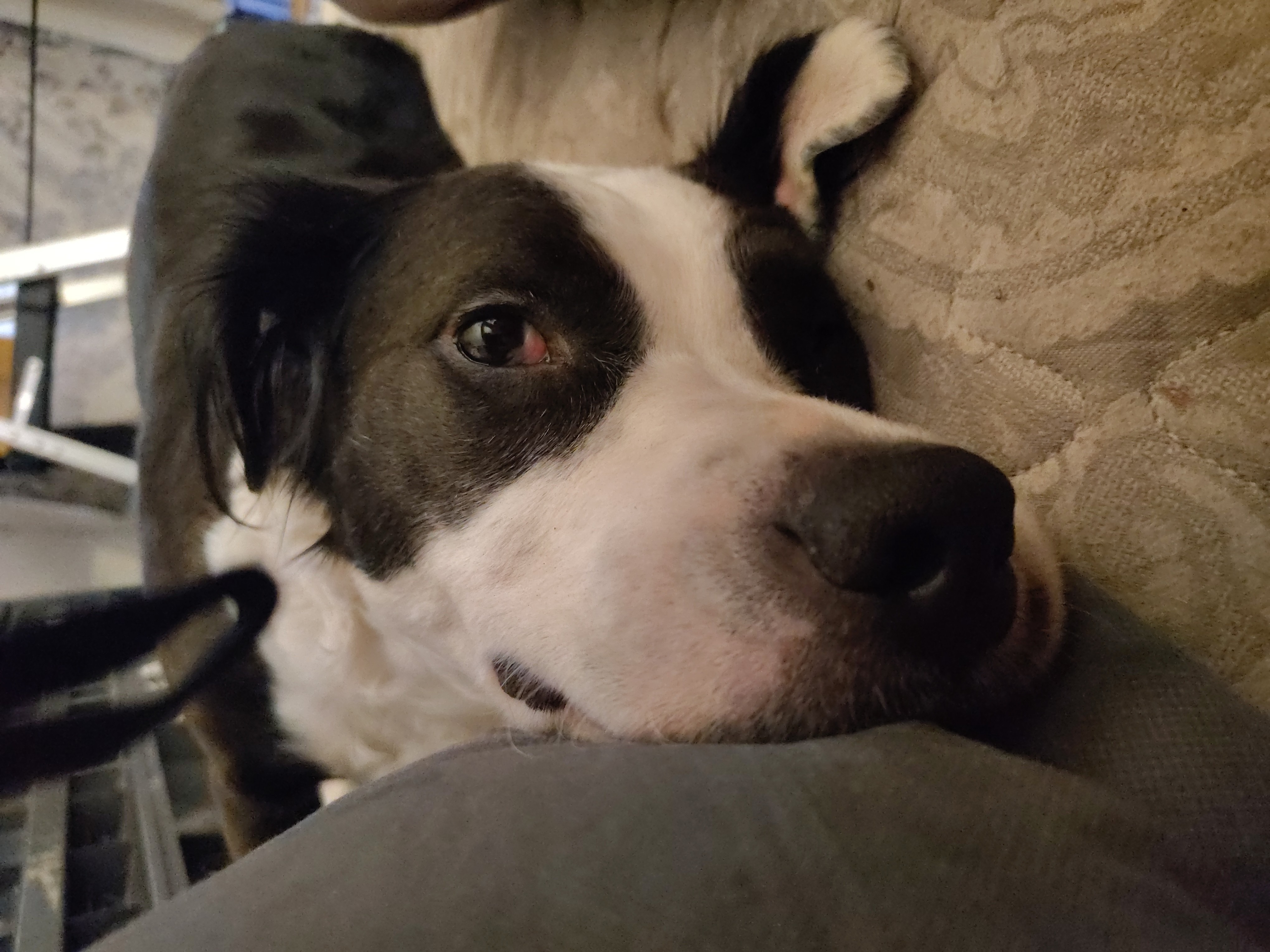 Help Silky, Russ's service dog get urgent care. campaign photo, 2 of 5