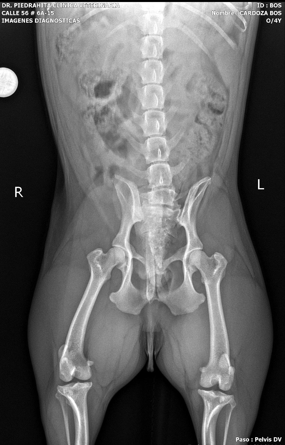 Give Boss a Pain-Free Life: Support His Surgery campaign photo, 6 of 7