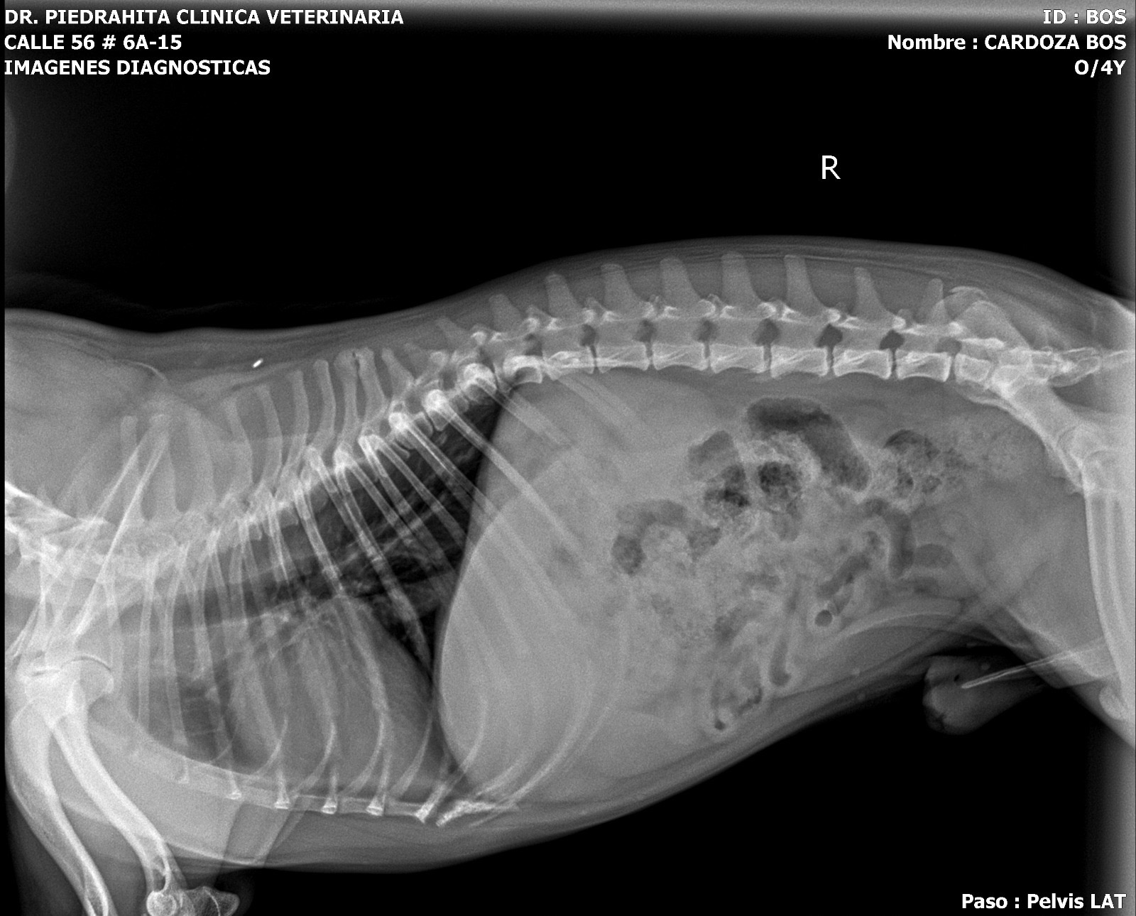 Give Boss a Pain-Free Life: Support His Surgery campaign photo, 2 of 7
