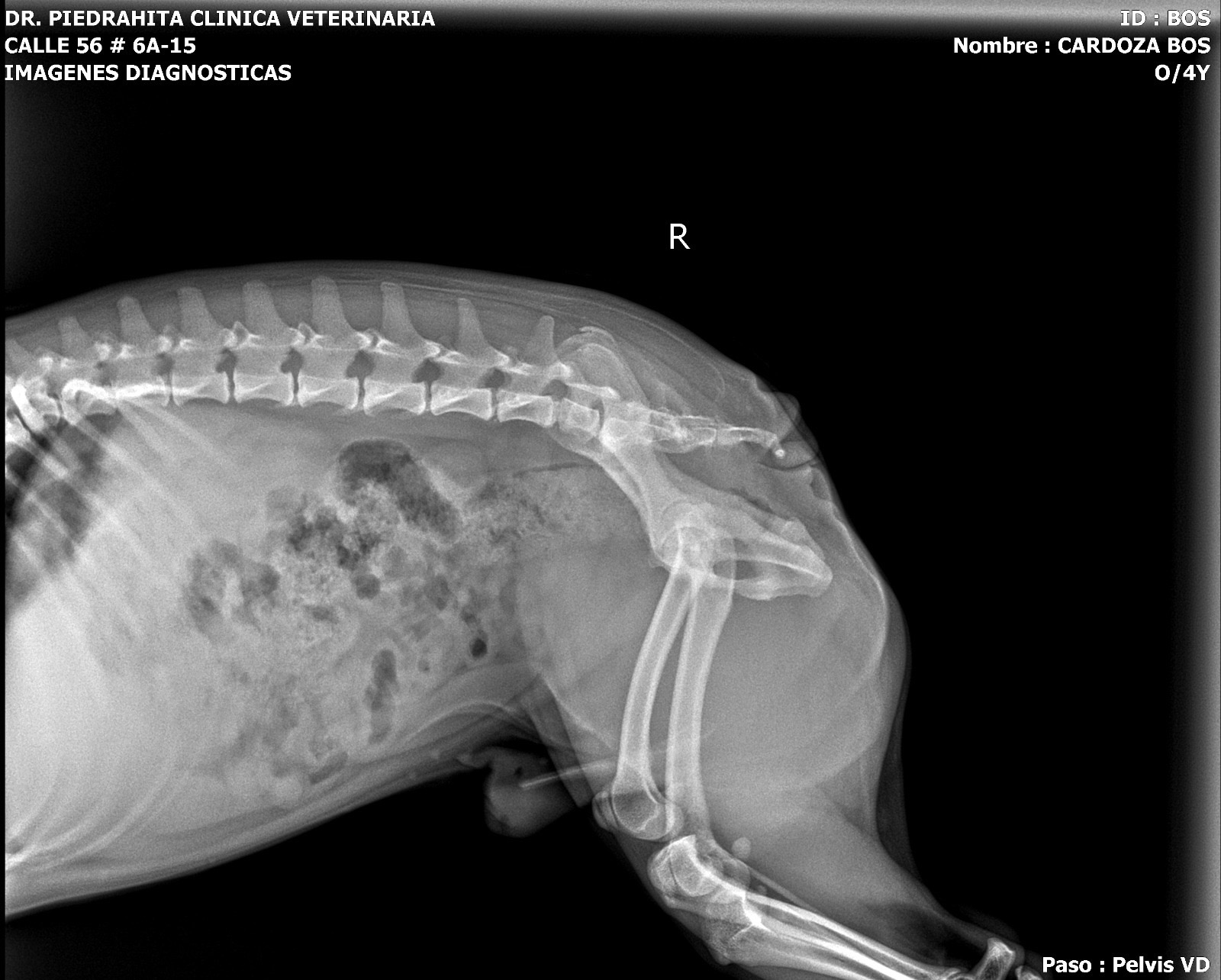 Give Boss a Pain-Free Life: Support His Surgery campaign photo, 5 of 7