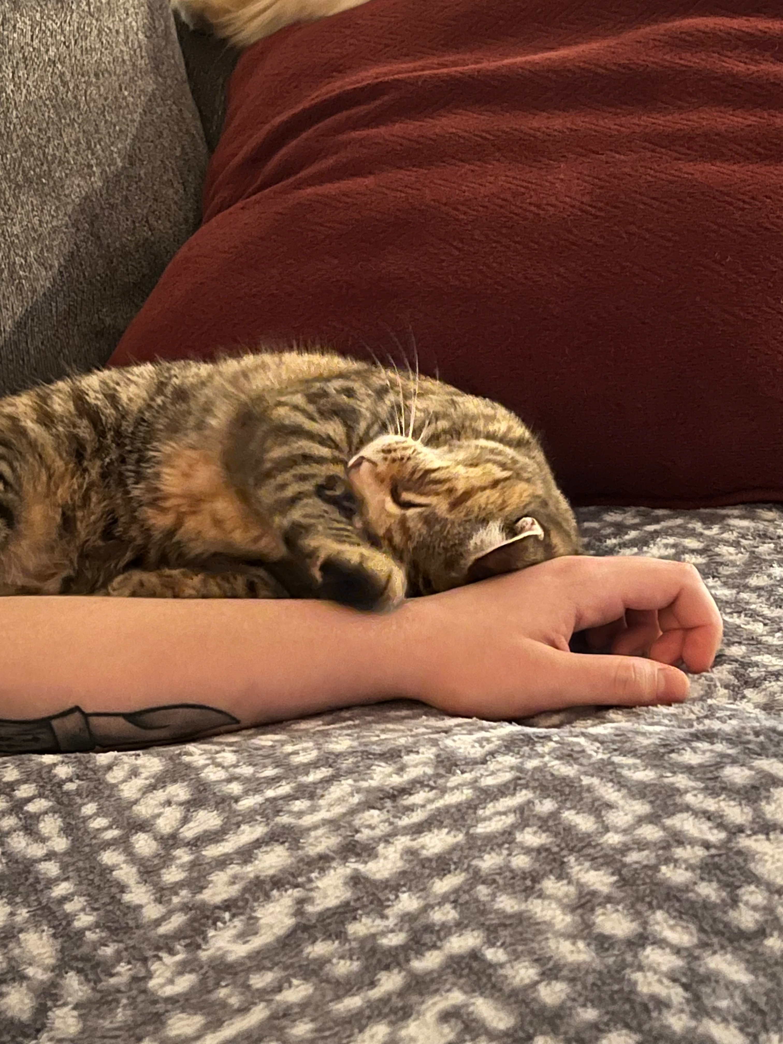 Help me pay CrunchWrap's vet bills campaign photo, 5 of 8