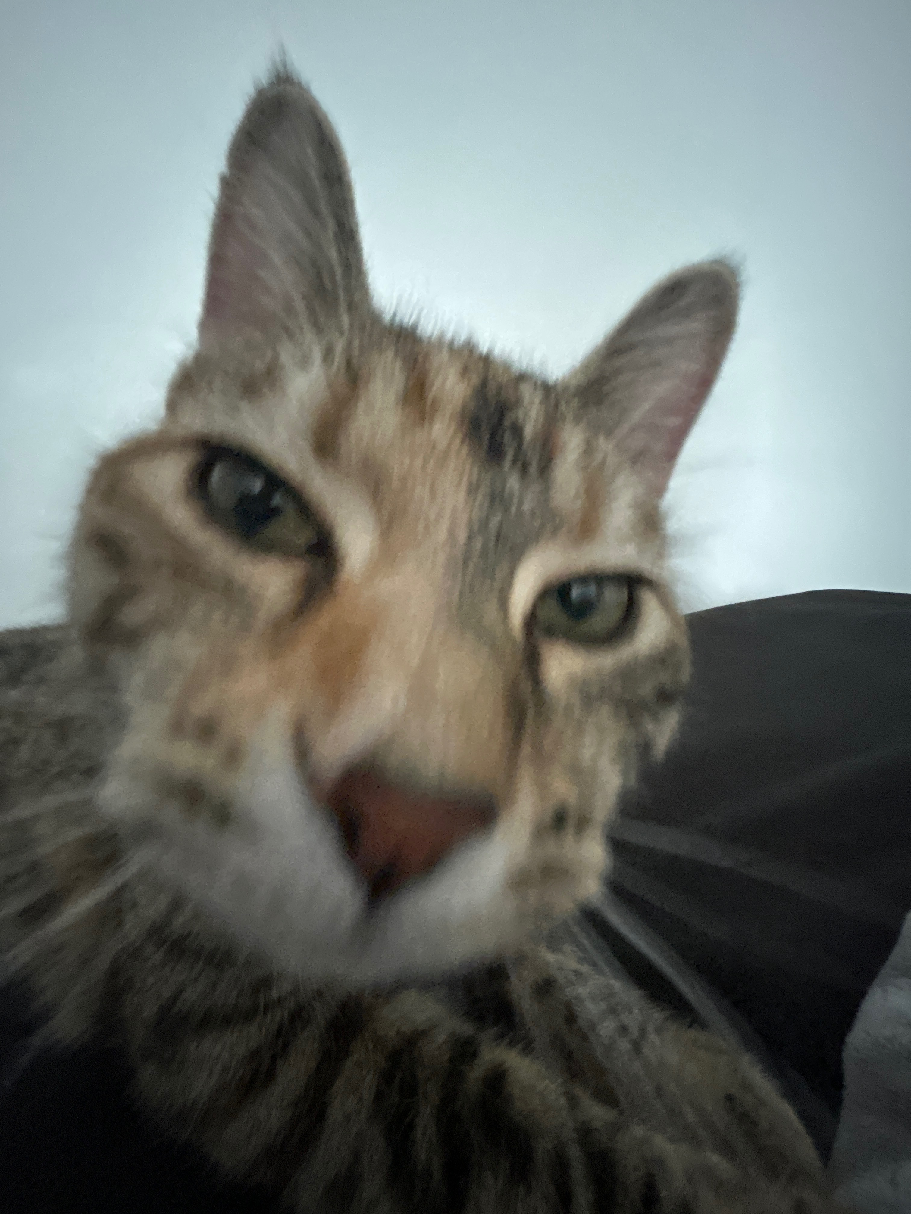 Help me pay CrunchWrap's vet bills campaign photo, 4 of 8