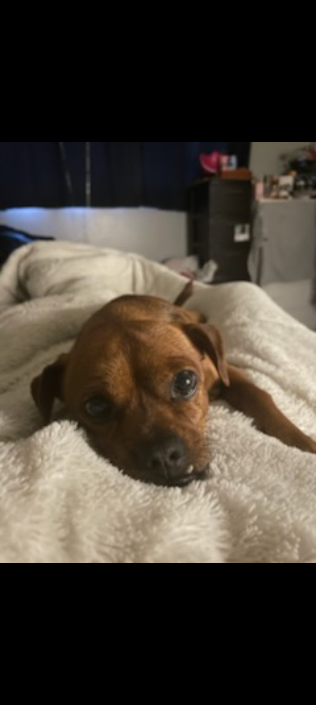 Help Killer Get Life-Saving Surgery campaign photo, 2 of 6