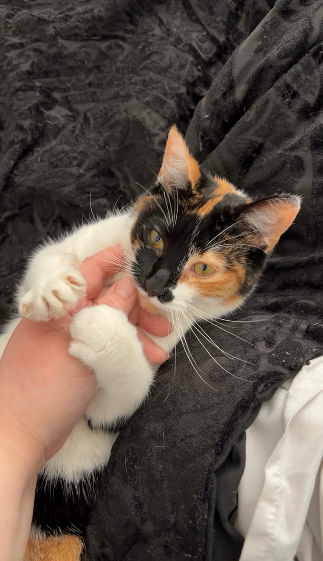 Help Poppy Get the Medical Care She Needs campaign photo, 2 of 8