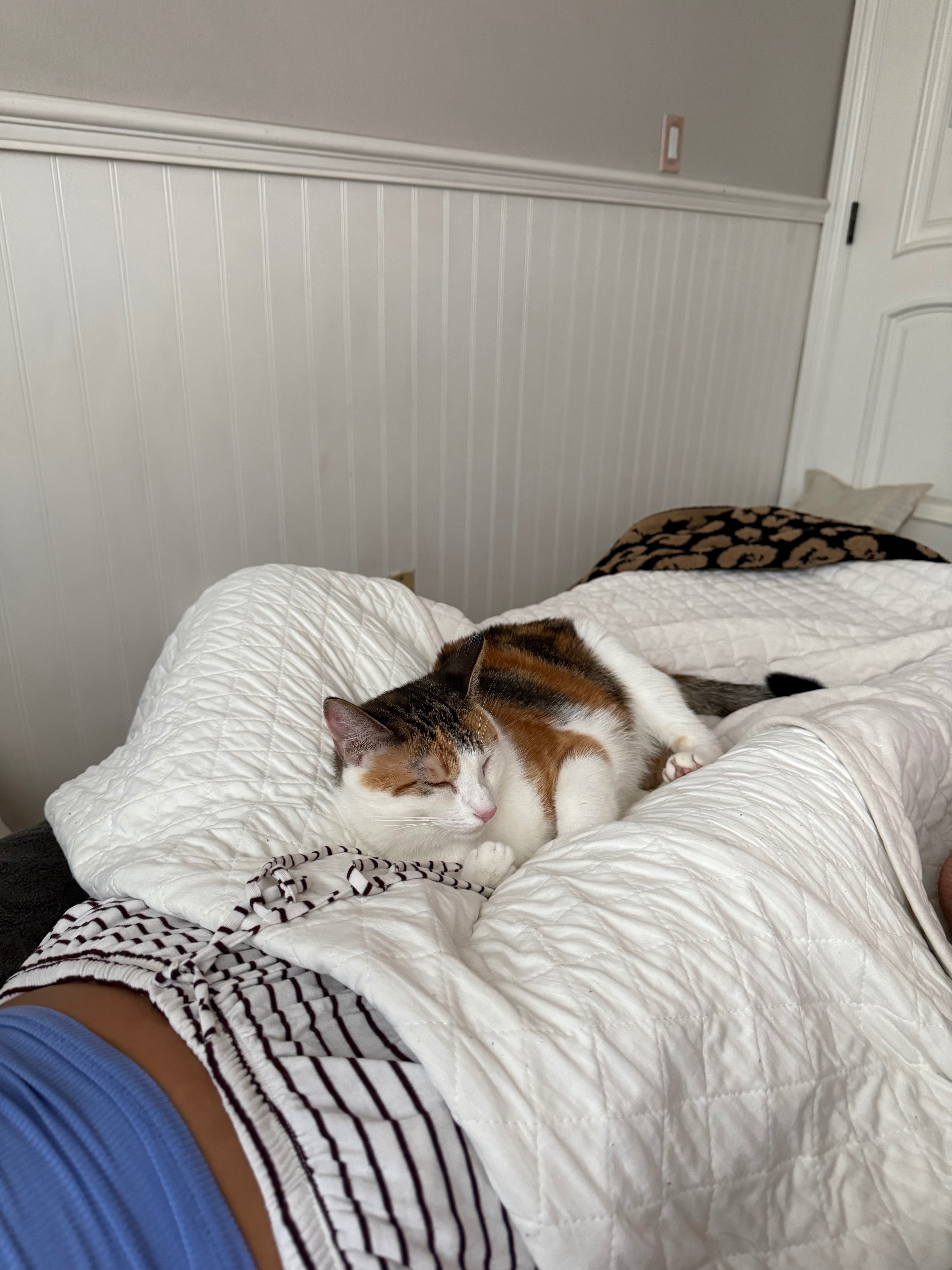 Donate to Save My Brother's Beloved Cat campaign photo, 6 of 7