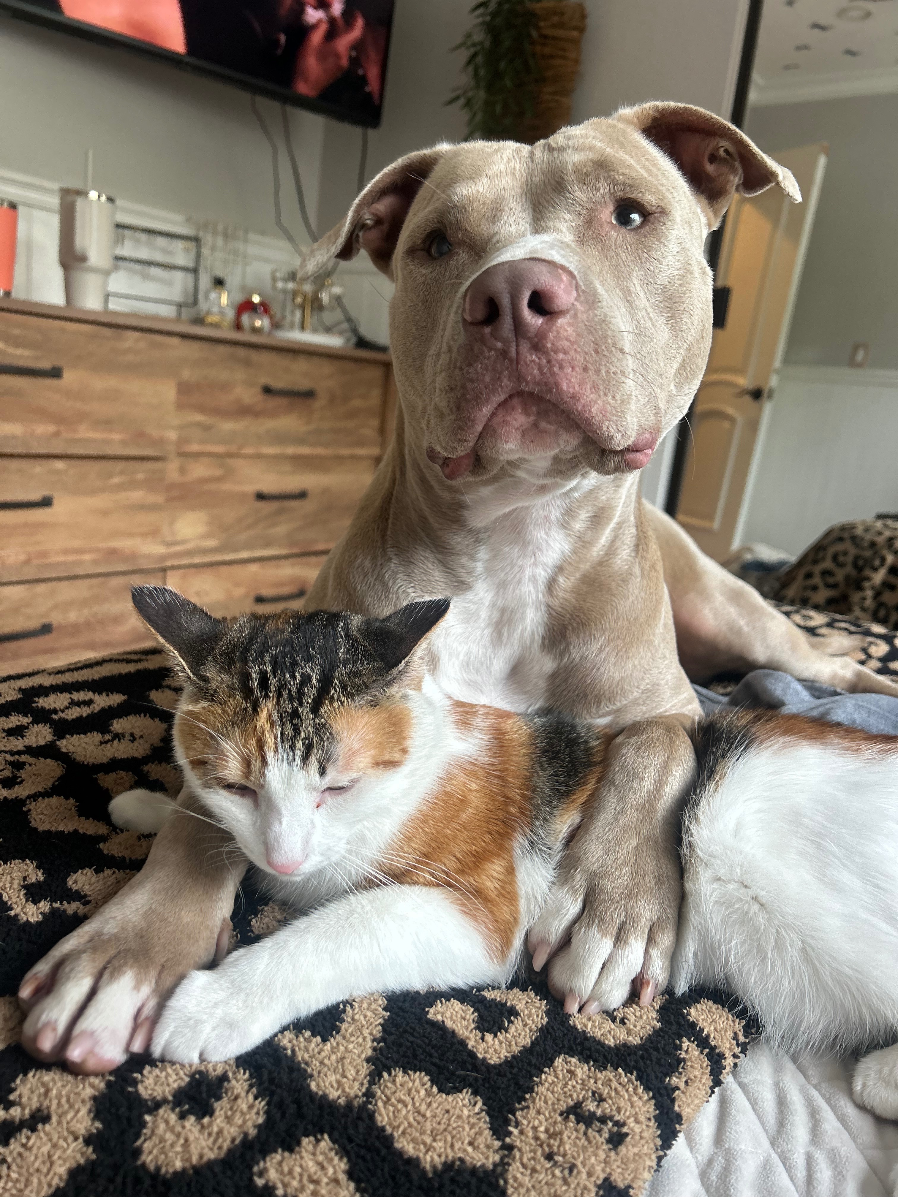 Donate to Save My Brother's Beloved Cat campaign photo, 2 of 7
