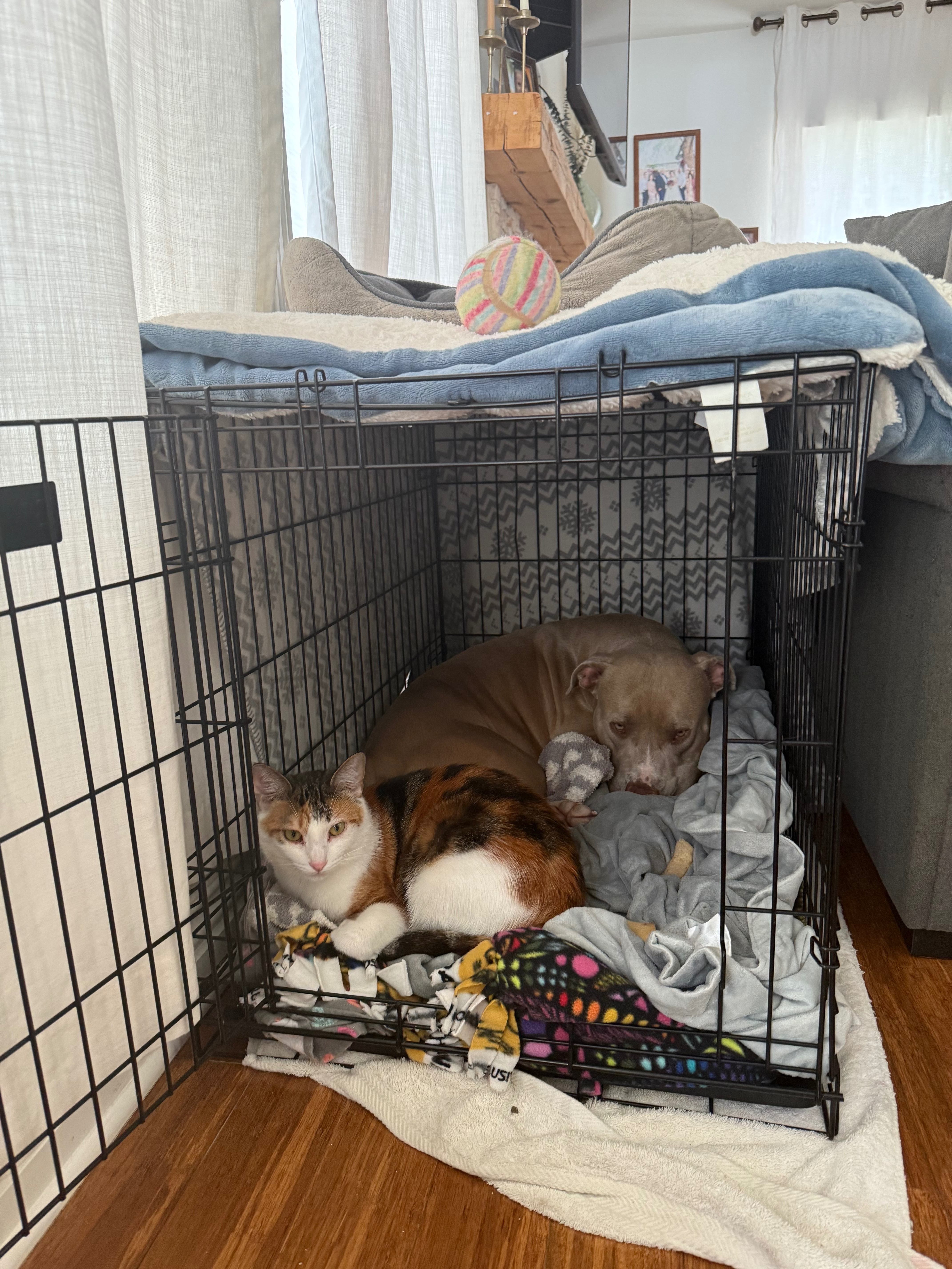 Donate to Save My Brother's Beloved Cat campaign photo, 4 of 7