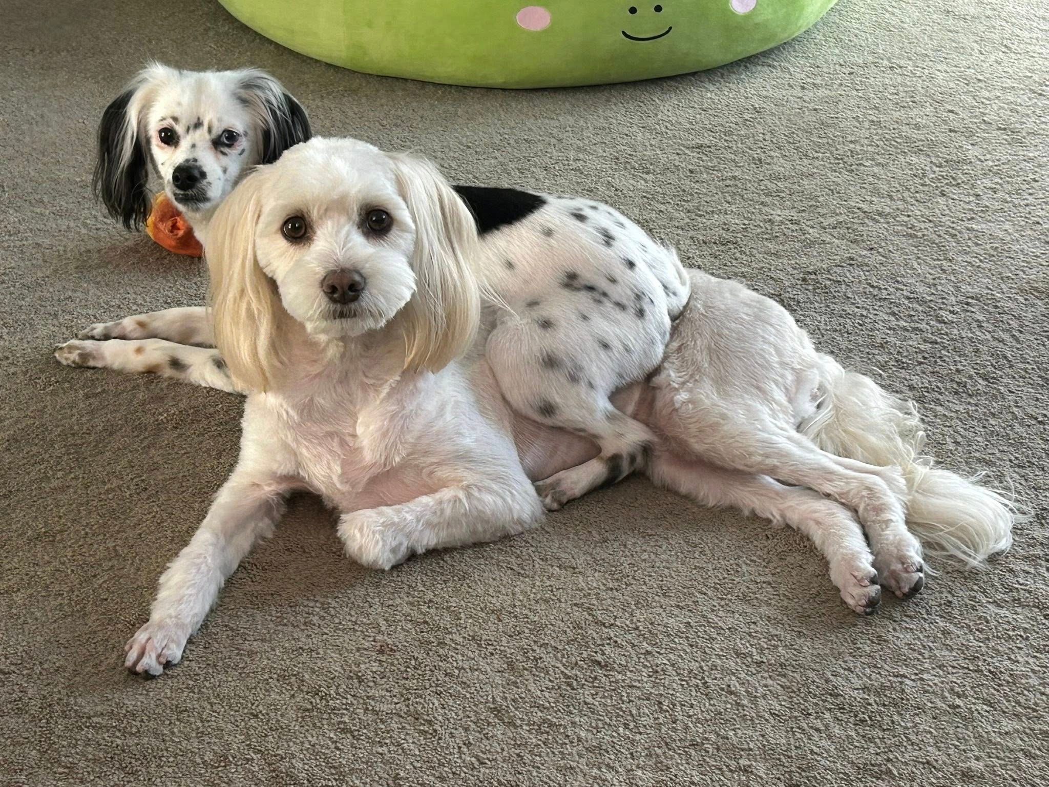 Wendy's Fur-baby Parker campaign photo, 2 of 6