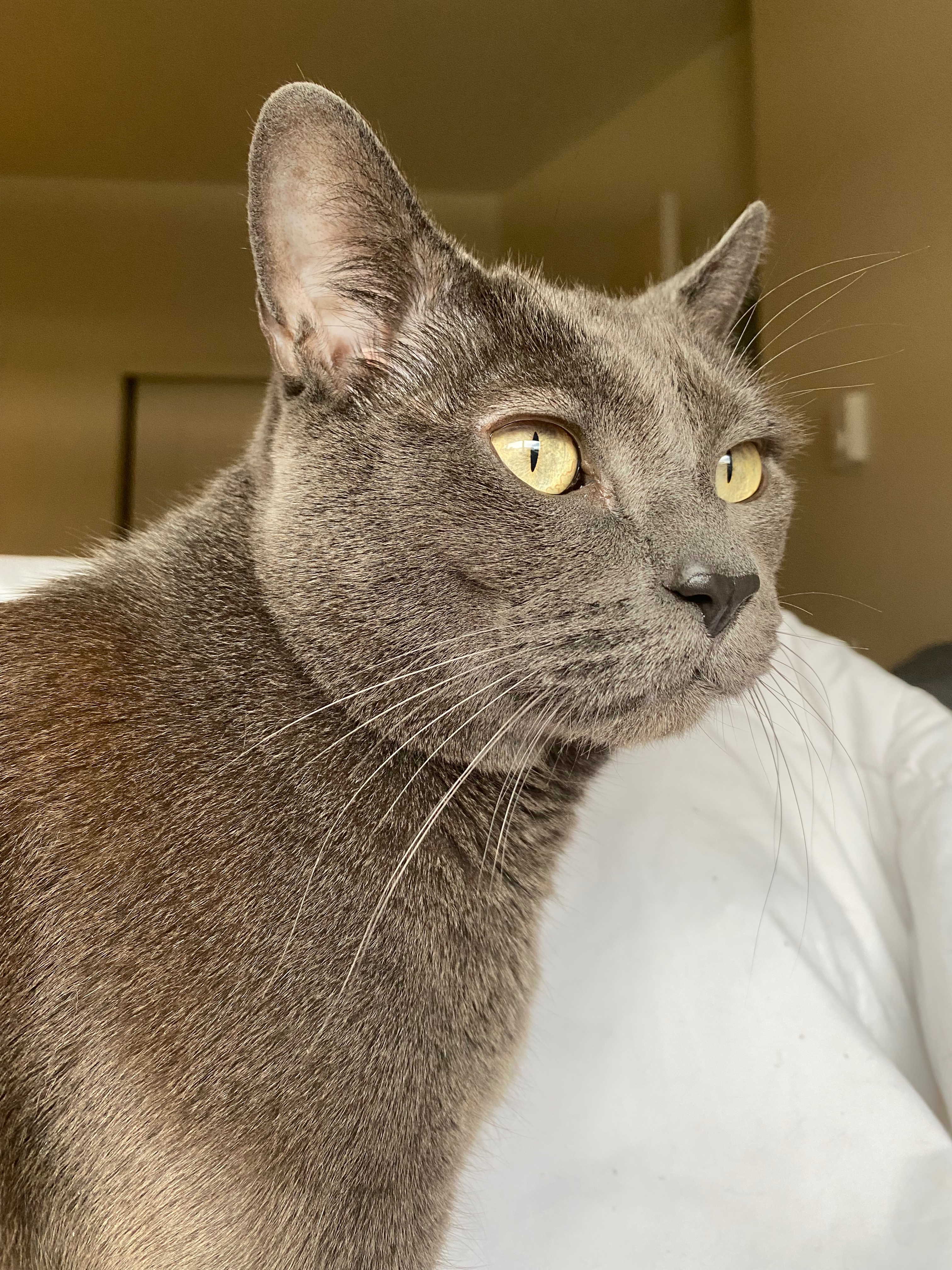 Help Mogwai Get the Treatment He Needs campaign photo, 2 of 8