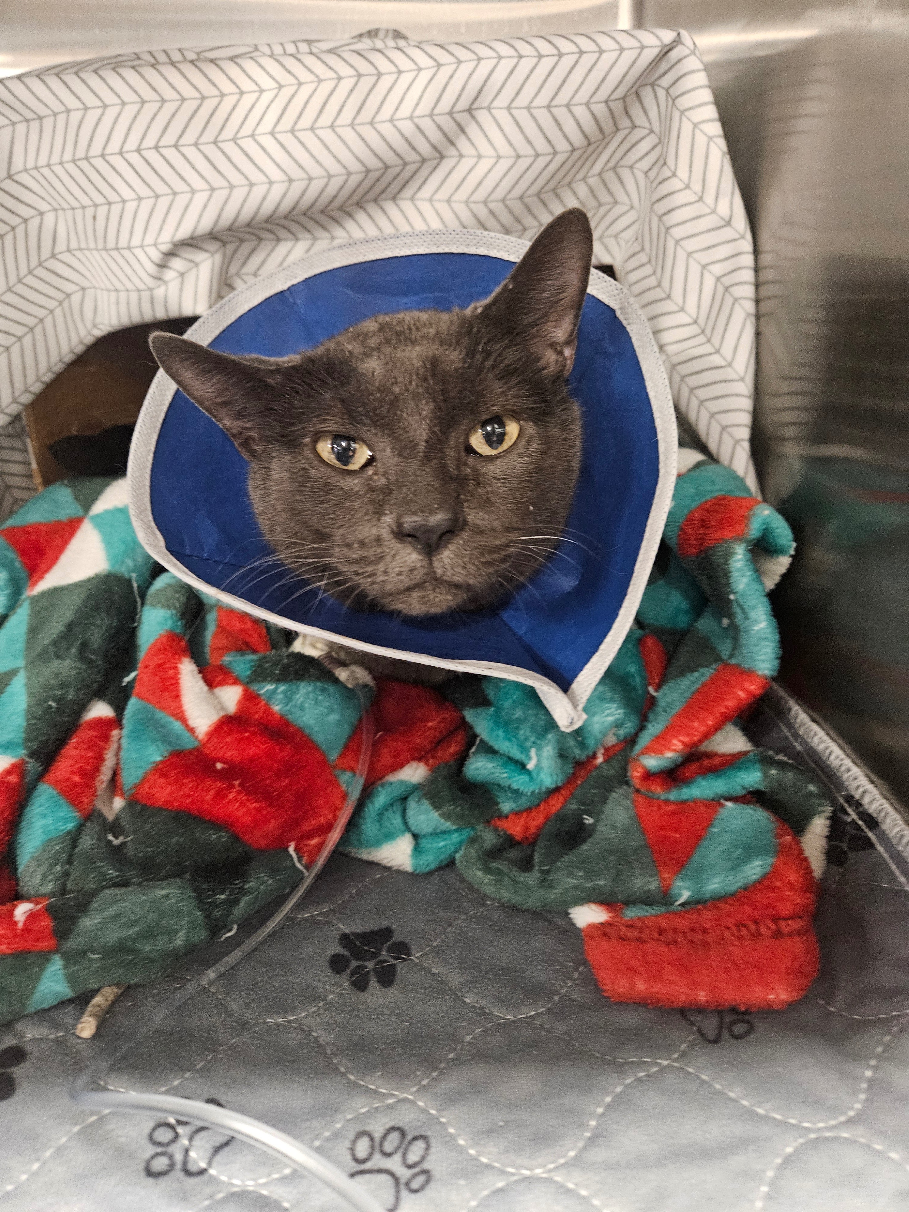 Help Mogwai Get the Treatment He Needs campaign photo, 6 of 8