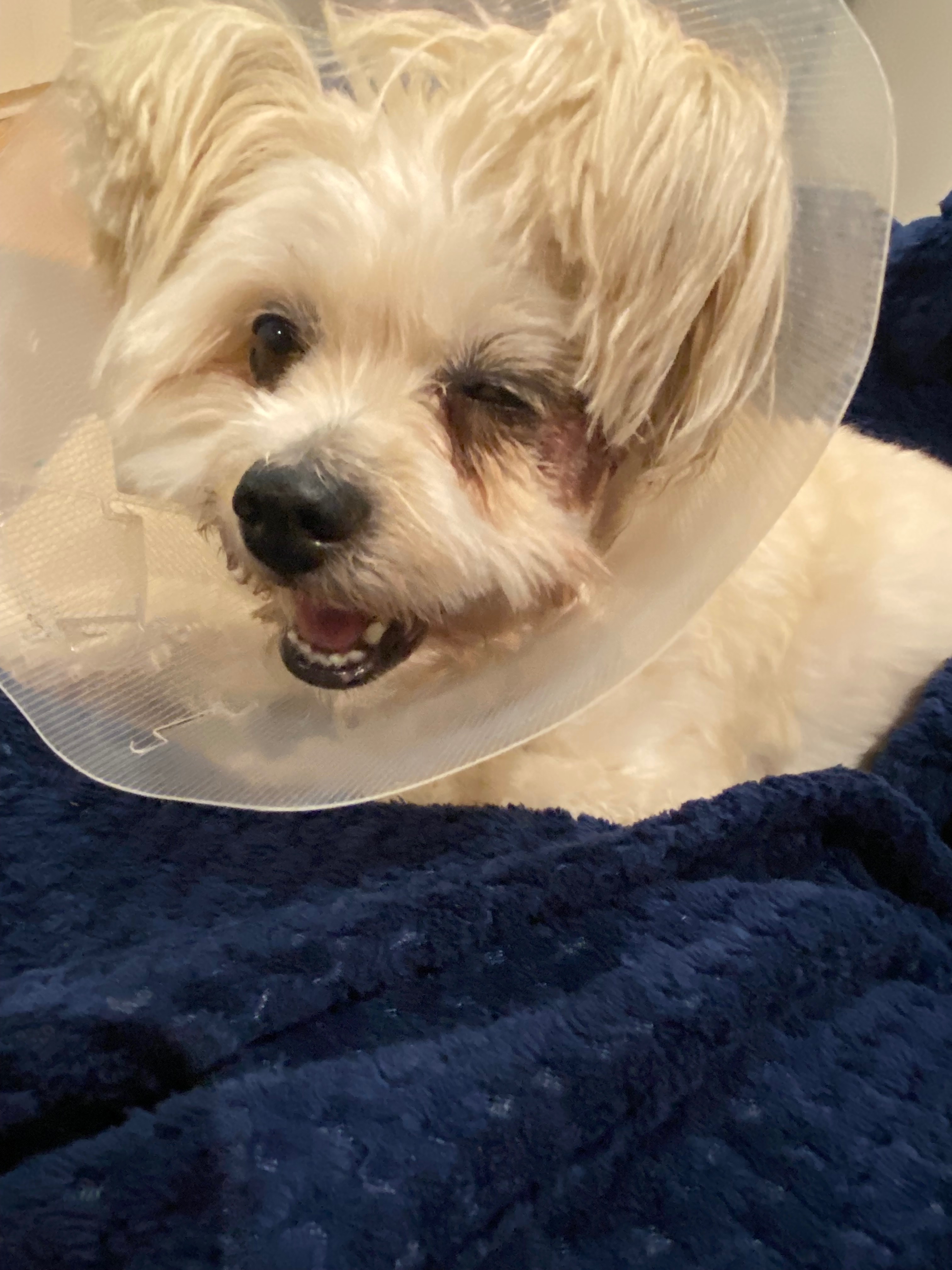 Urgent help for Tommy’s surgery campaign photo, 7 of 8