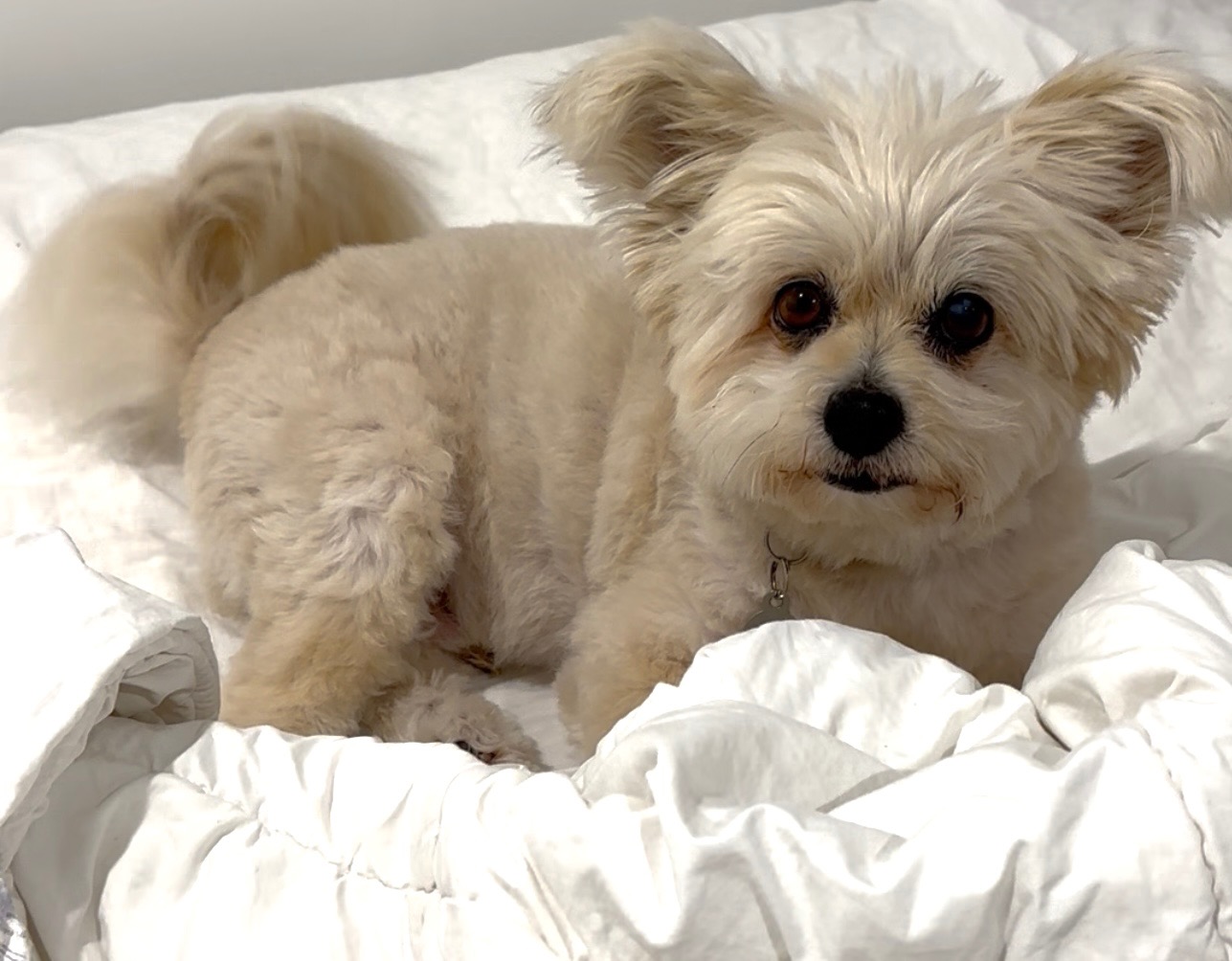 Urgent help for Tommy’s surgery campaign photo, 2 of 8
