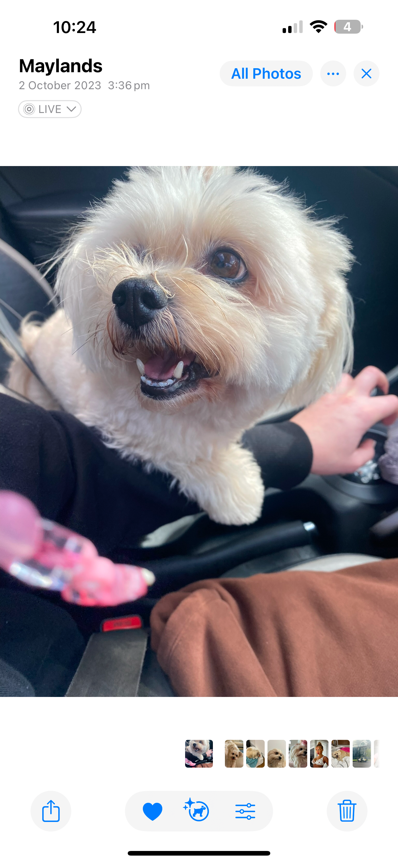 Urgent help for Tommy’s surgery campaign photo, 4 of 8