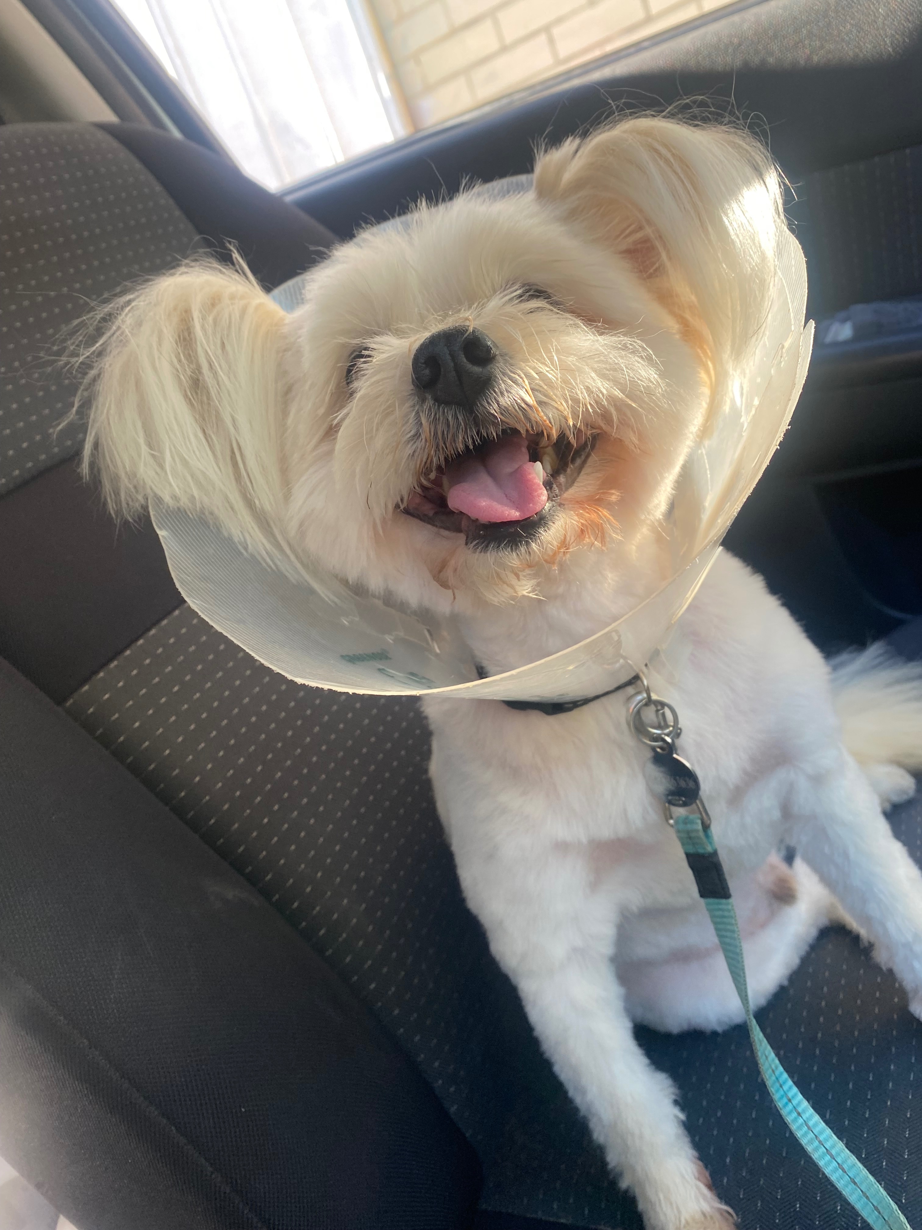 Urgent help for Tommy’s surgery campaign photo, 5 of 8