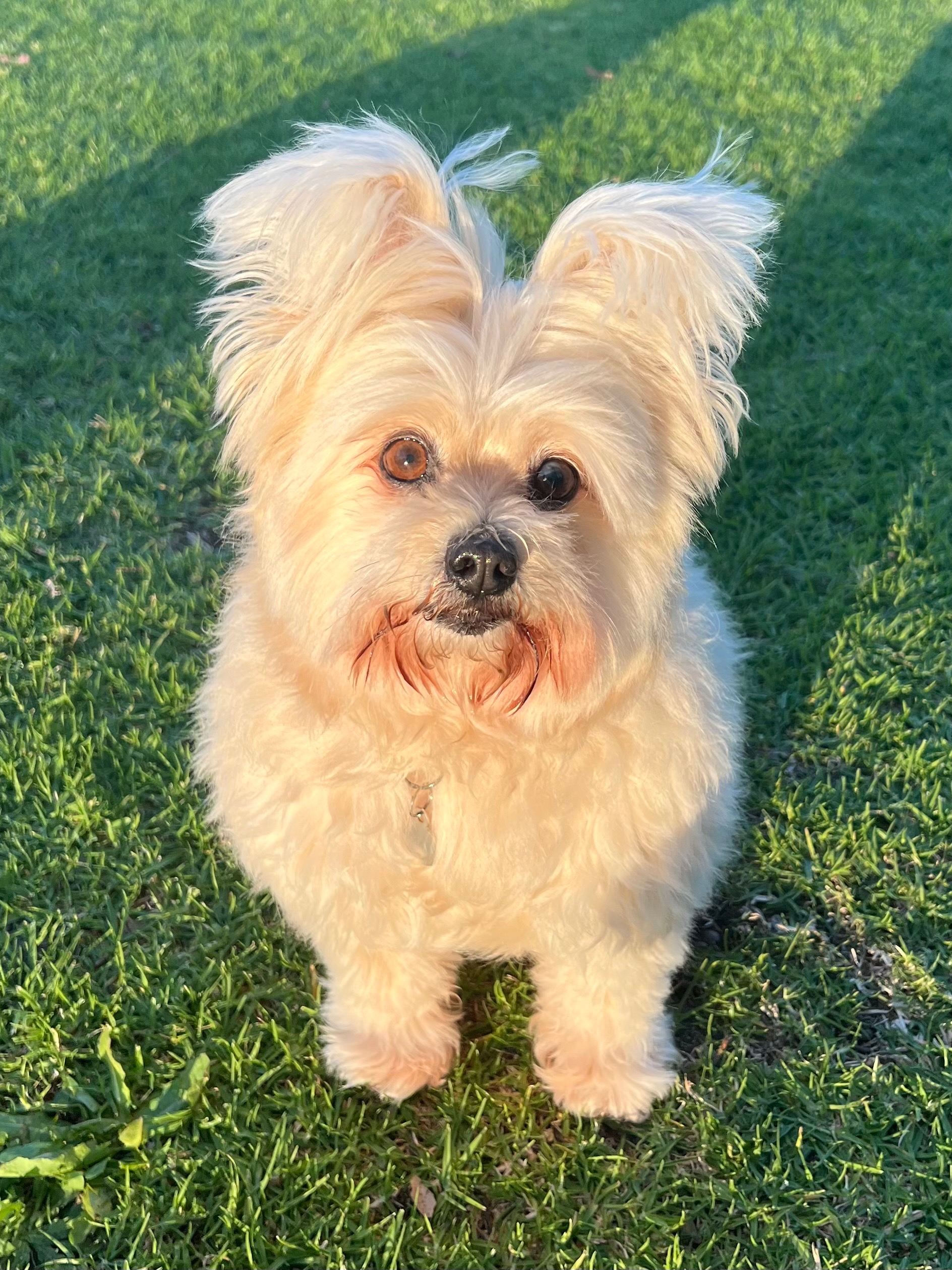 Urgent help for Tommy’s surgery campaign photo, 6 of 8