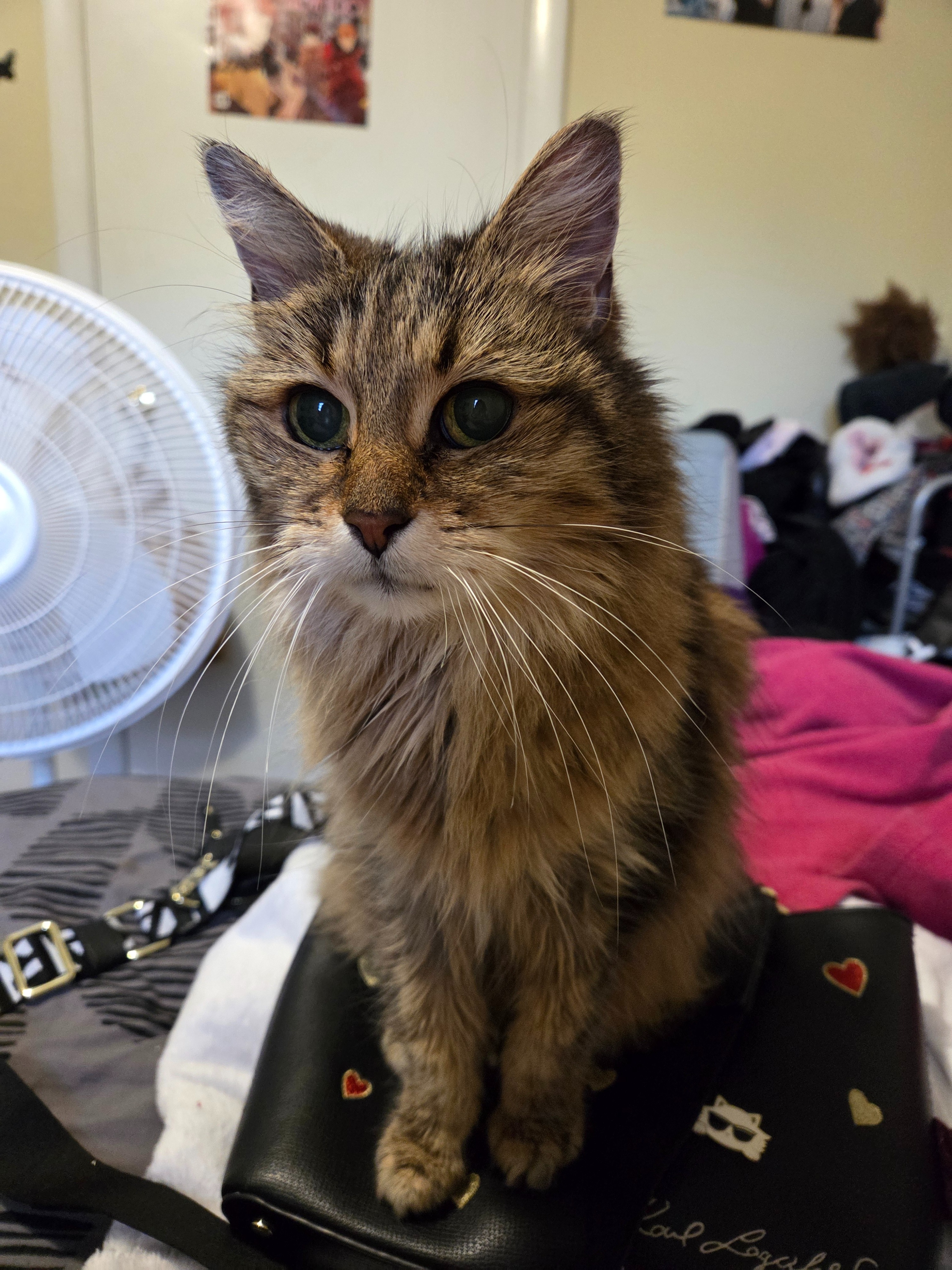Support Nina's Urgent Medical Needs campaign photo, 4 of 5