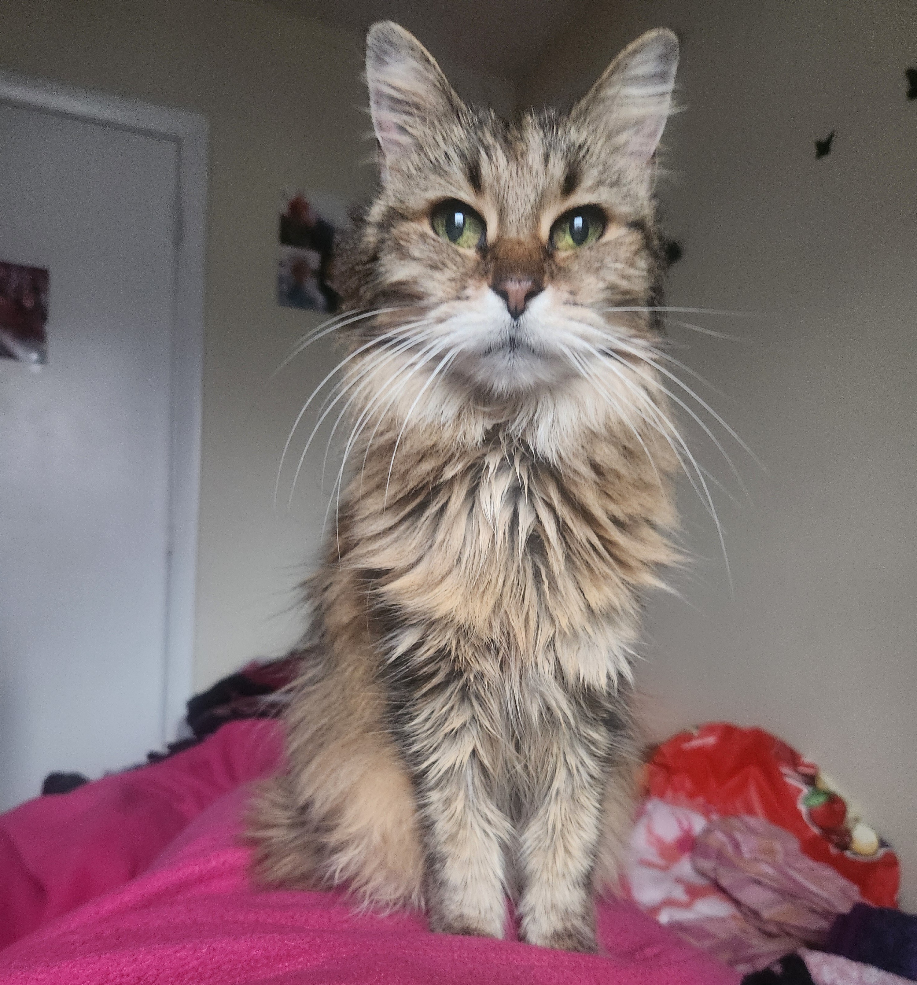 Support Nina's Urgent Medical Needs campaign photo, 2 of 5