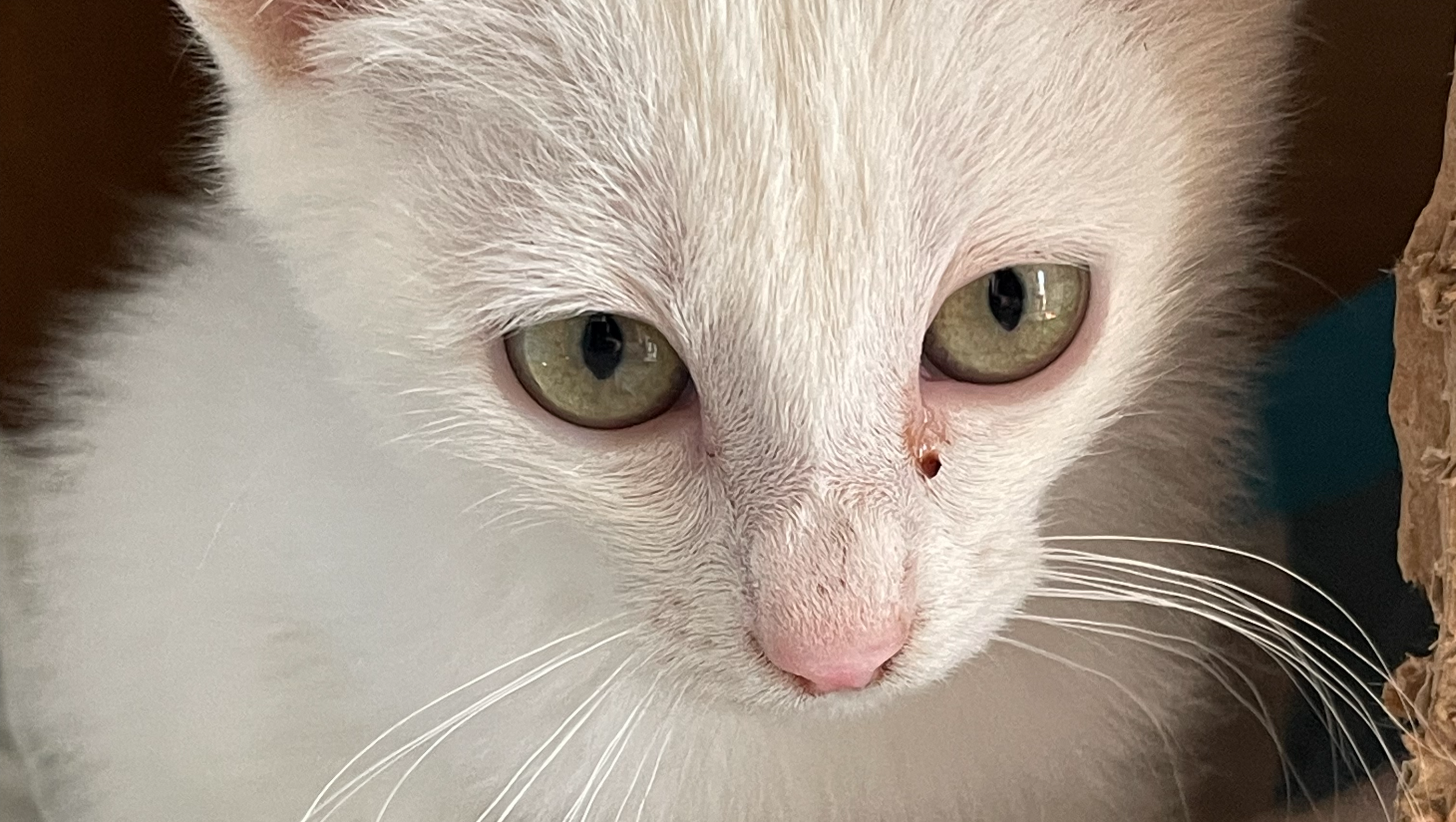 Give Our Special Kittens the Second Chance They Deserve photo