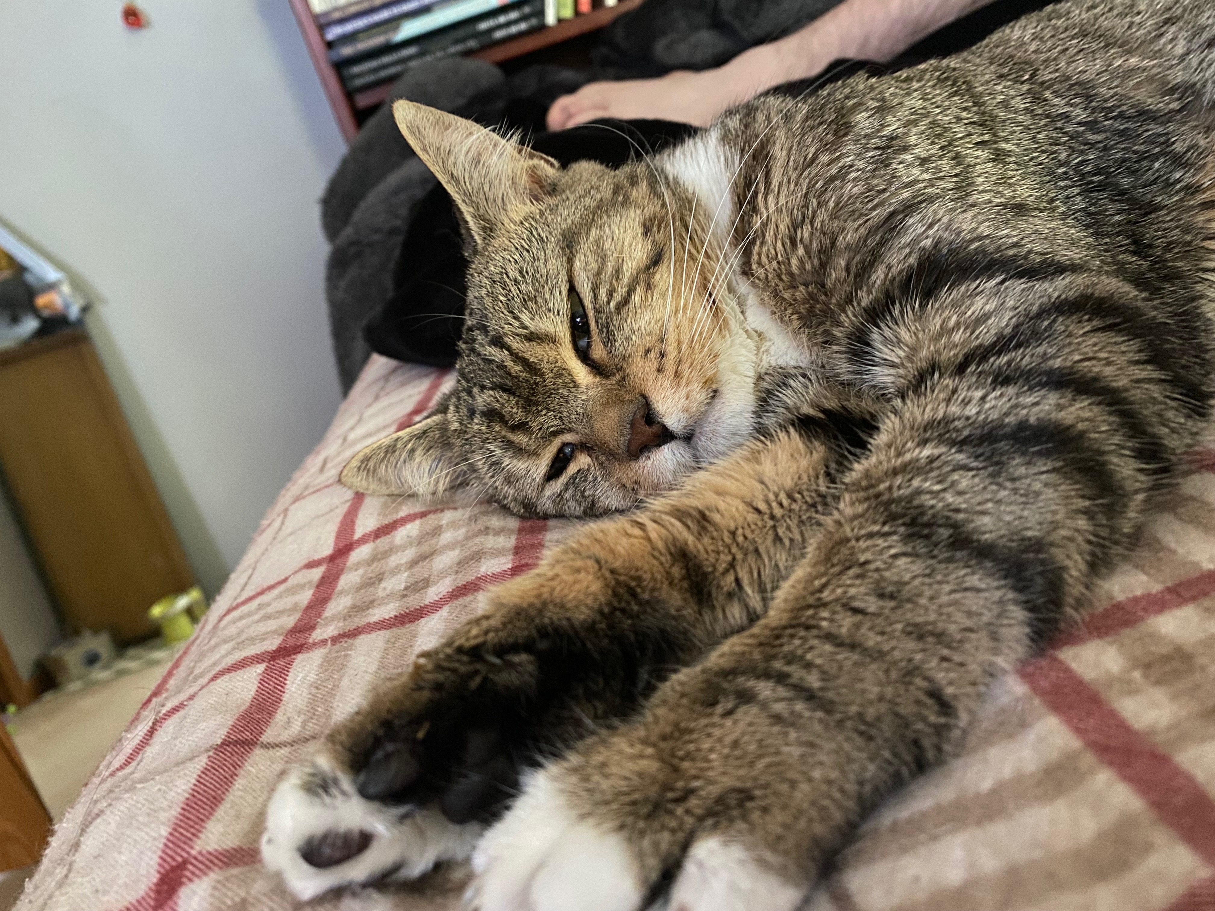 Surgery Fund for my Baby Kitty, Darla campaign photo, 6 of 7