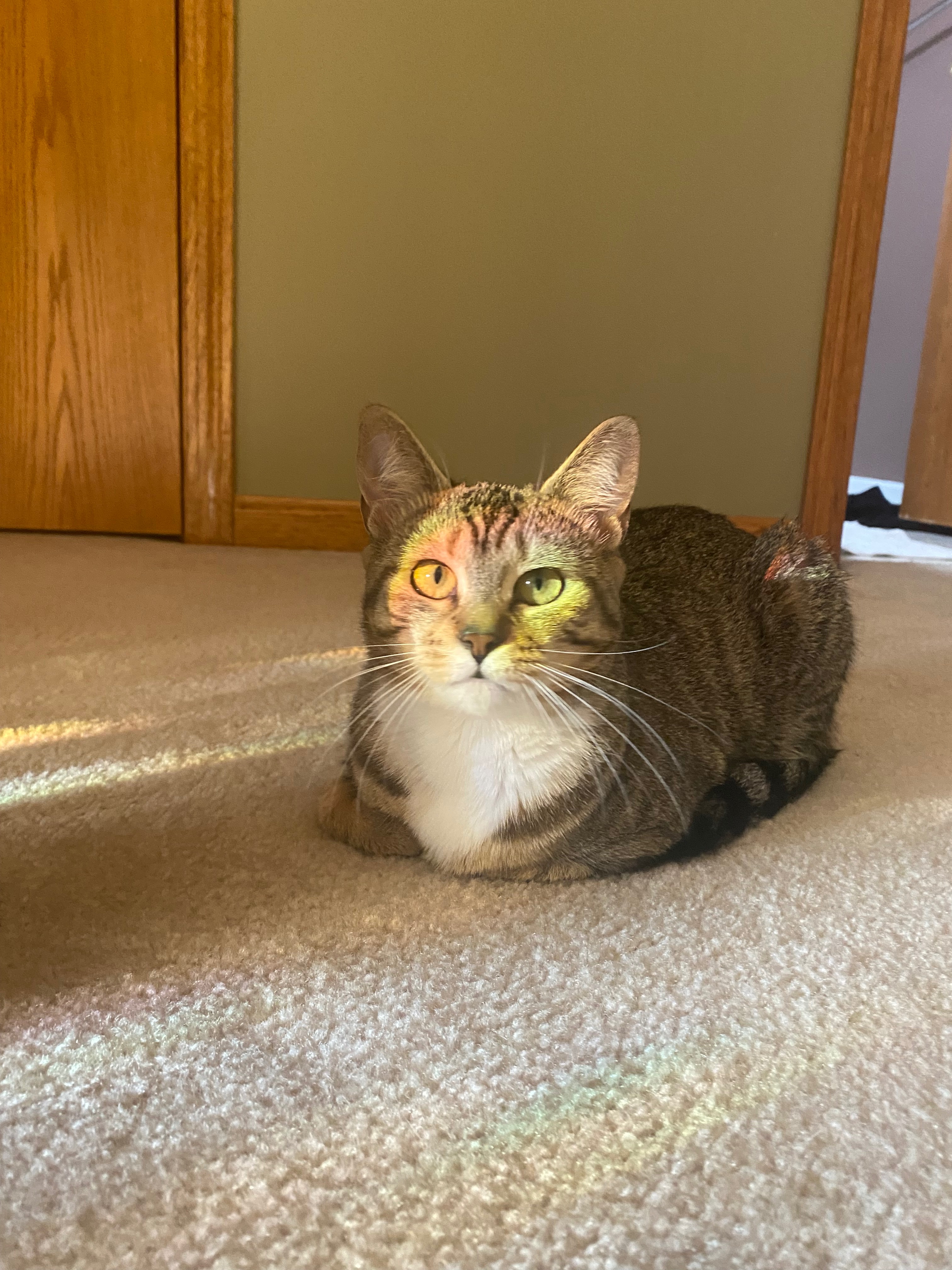 Surgery Fund for my Baby Kitty, Darla campaign photo, 4 of 7