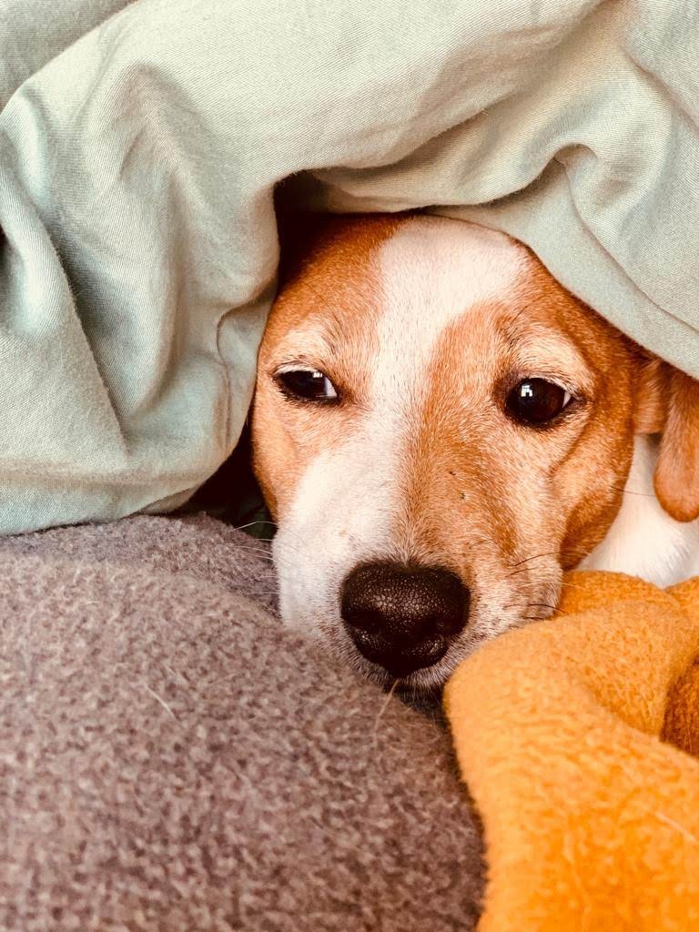 Hilf Ponyo, damit sie sich endlich schmerzfrei bewegen kann! campaign photo, 7 of 8